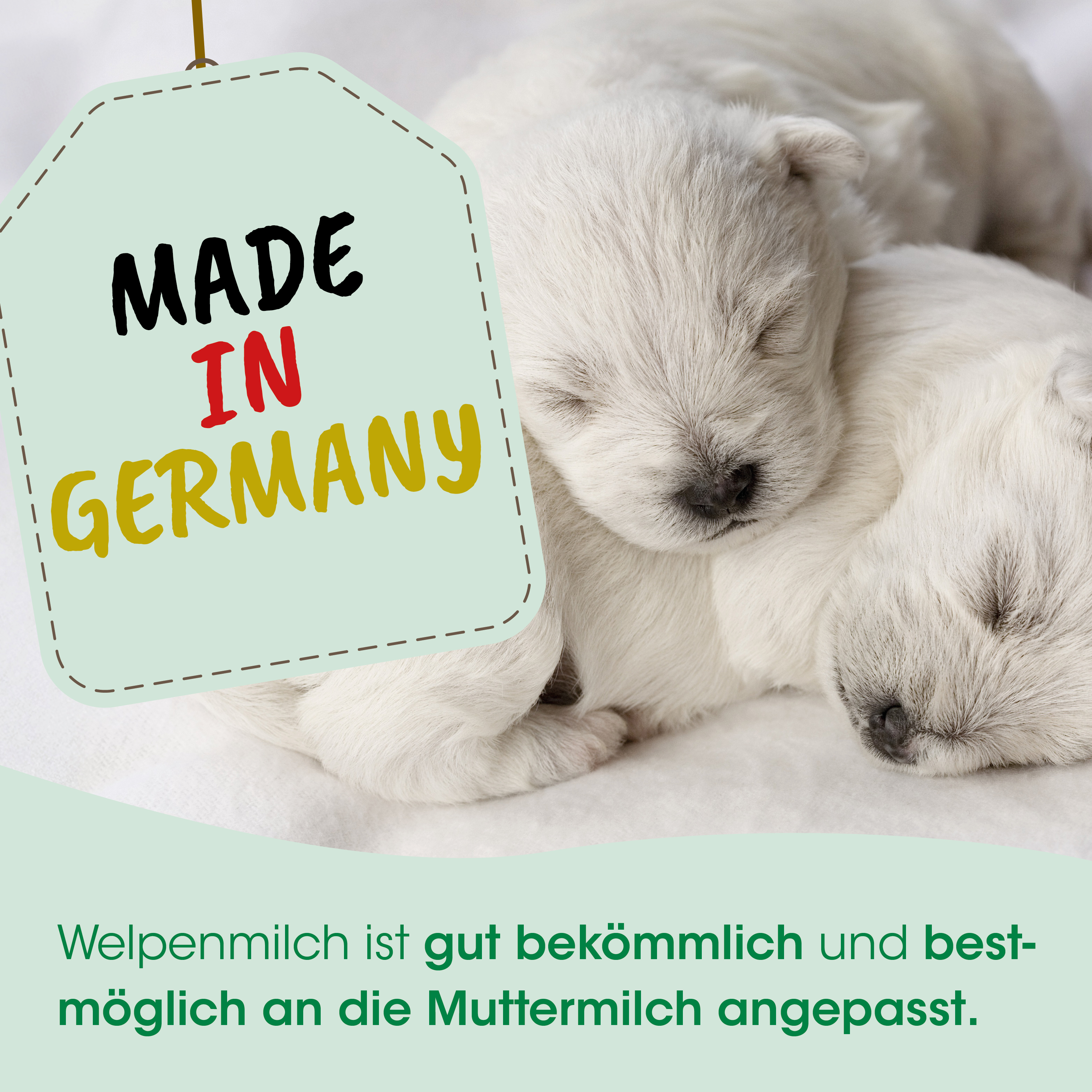 Welpen, Himmlisch, Süß, Milch, Baby