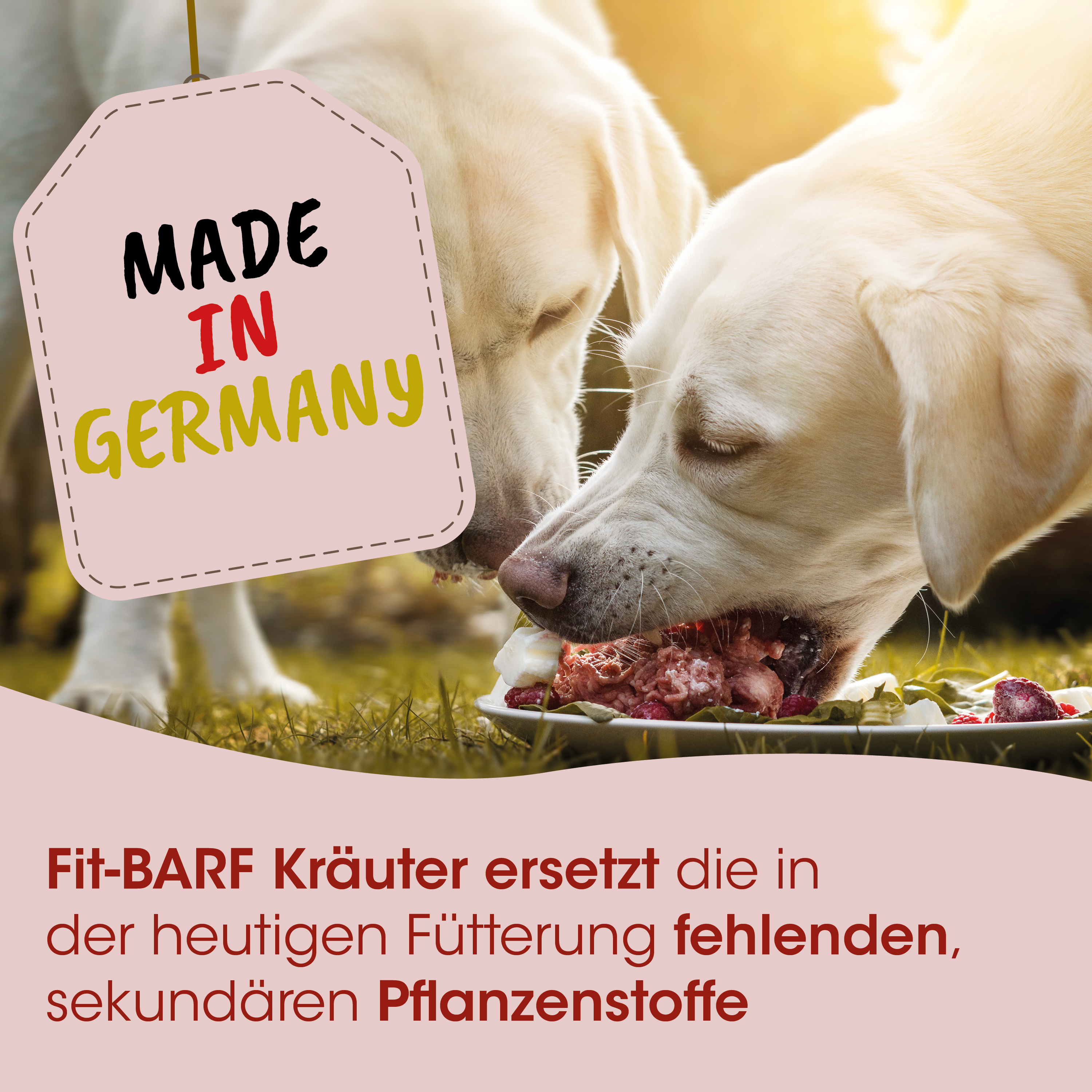 Hund, Futter, Barf, Knochenspeise, Käsegericht
