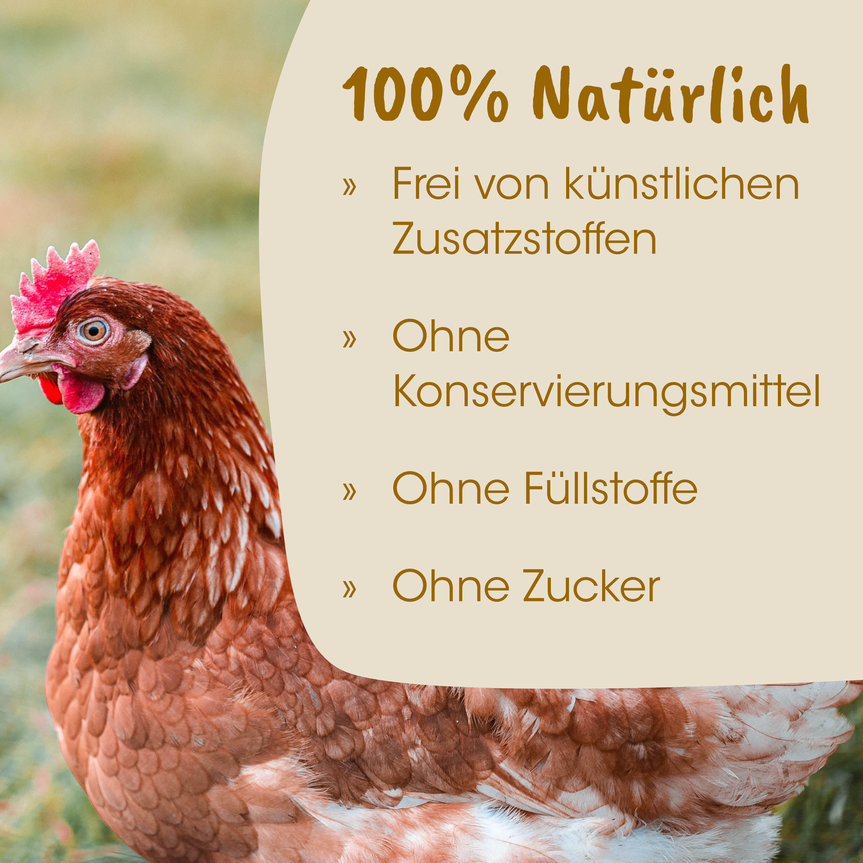 Huhn, Hühnerstall, Huhn Natur, Hauptbild, Gefieder