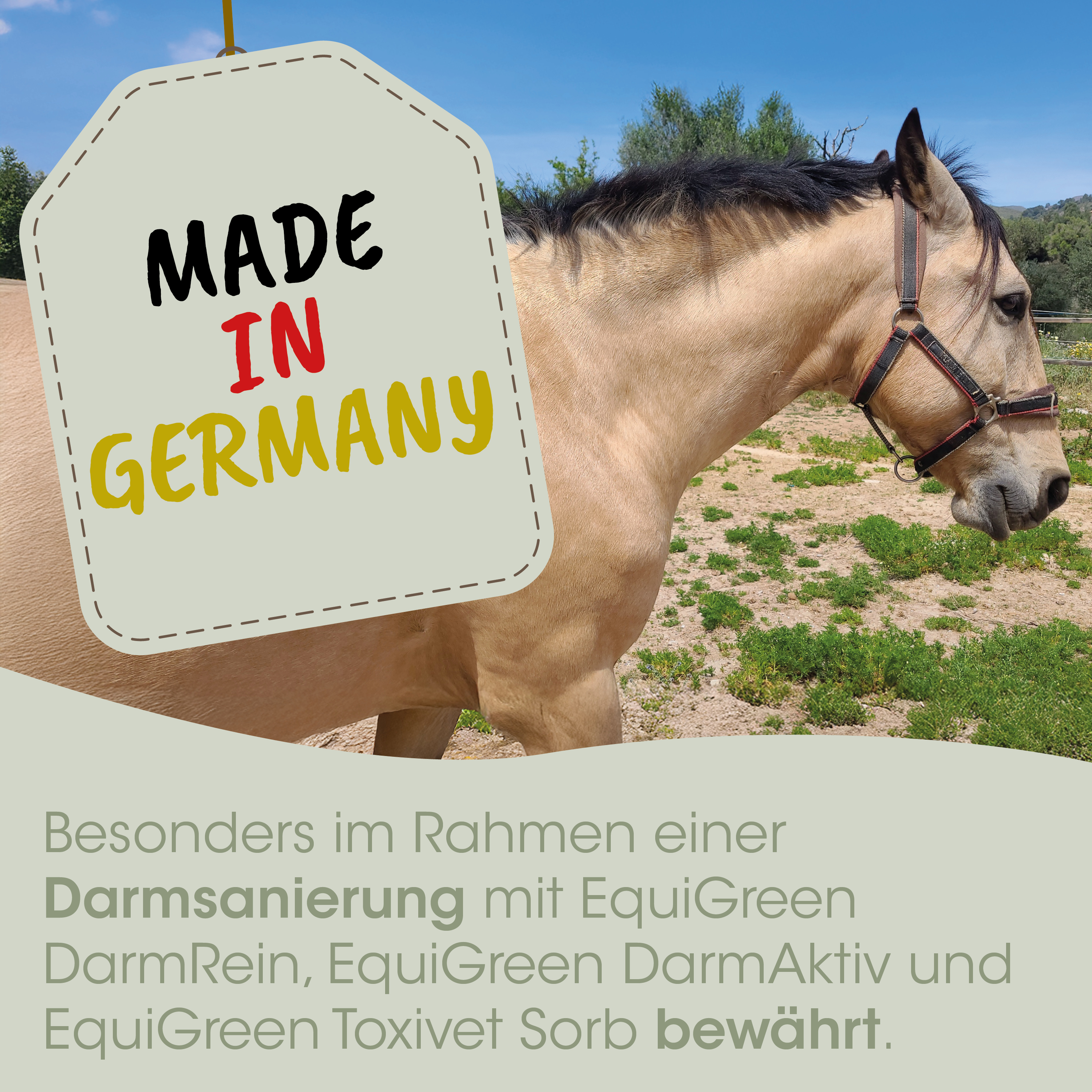 Pferd, Halfter, braun, beige, Wiese