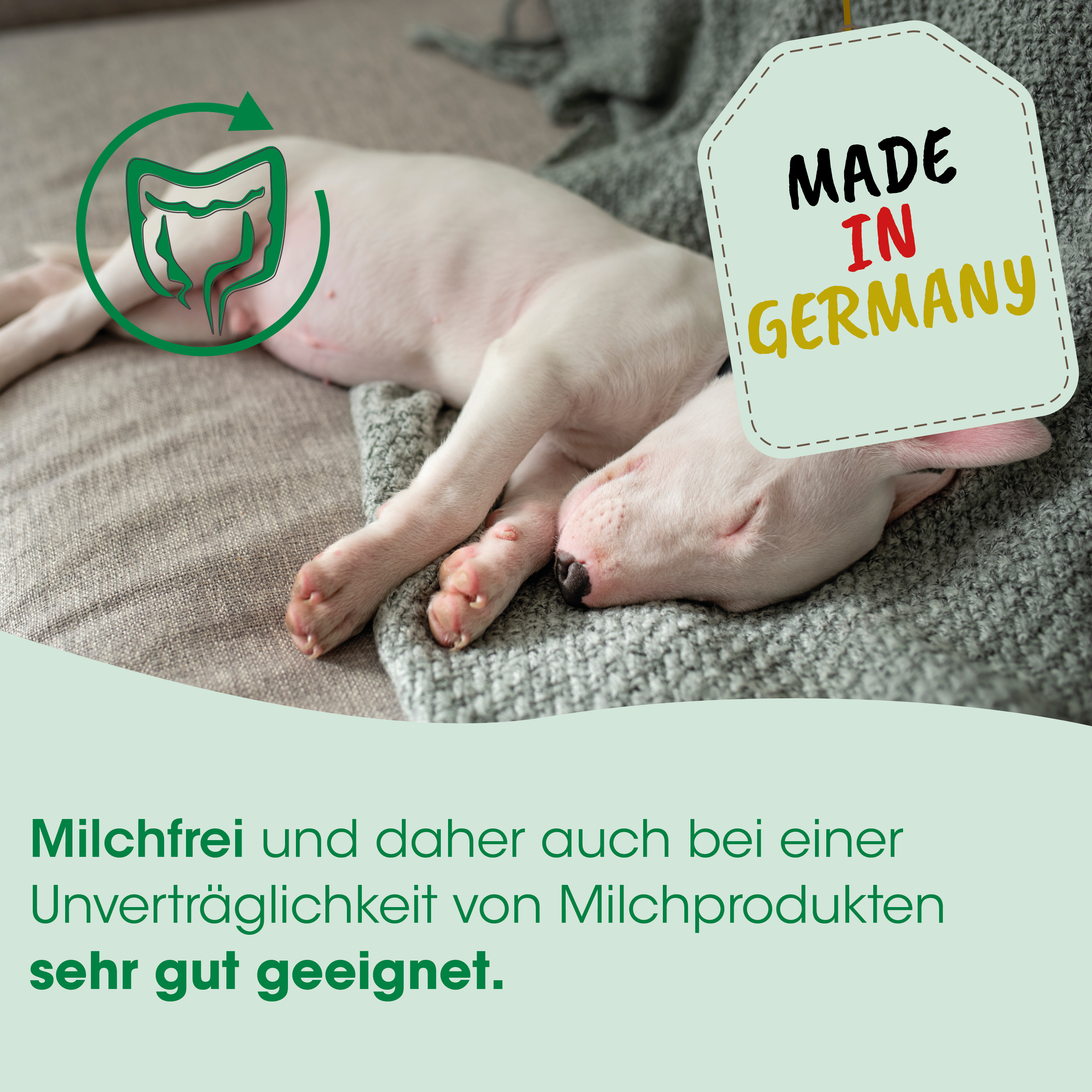 hündchen, hund, milchfrei, hypoallergen, Decke