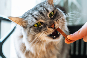 Banner Katzenfutter-5 Finger, Katze, Haustier, Abessinisch, Kopf