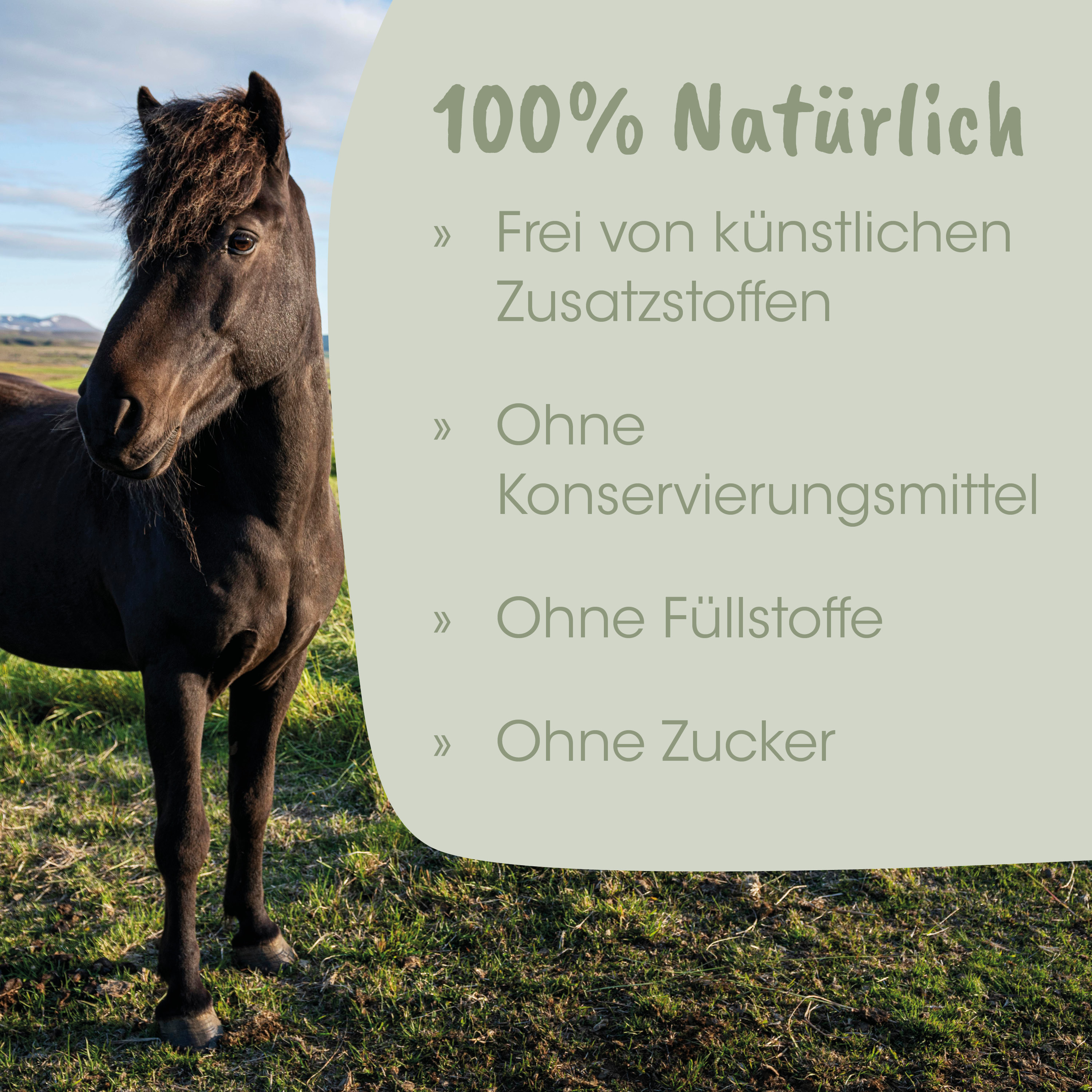 Pferd, Pferdekopf, Schwarzes Pferd, Tier, Pferdefeld