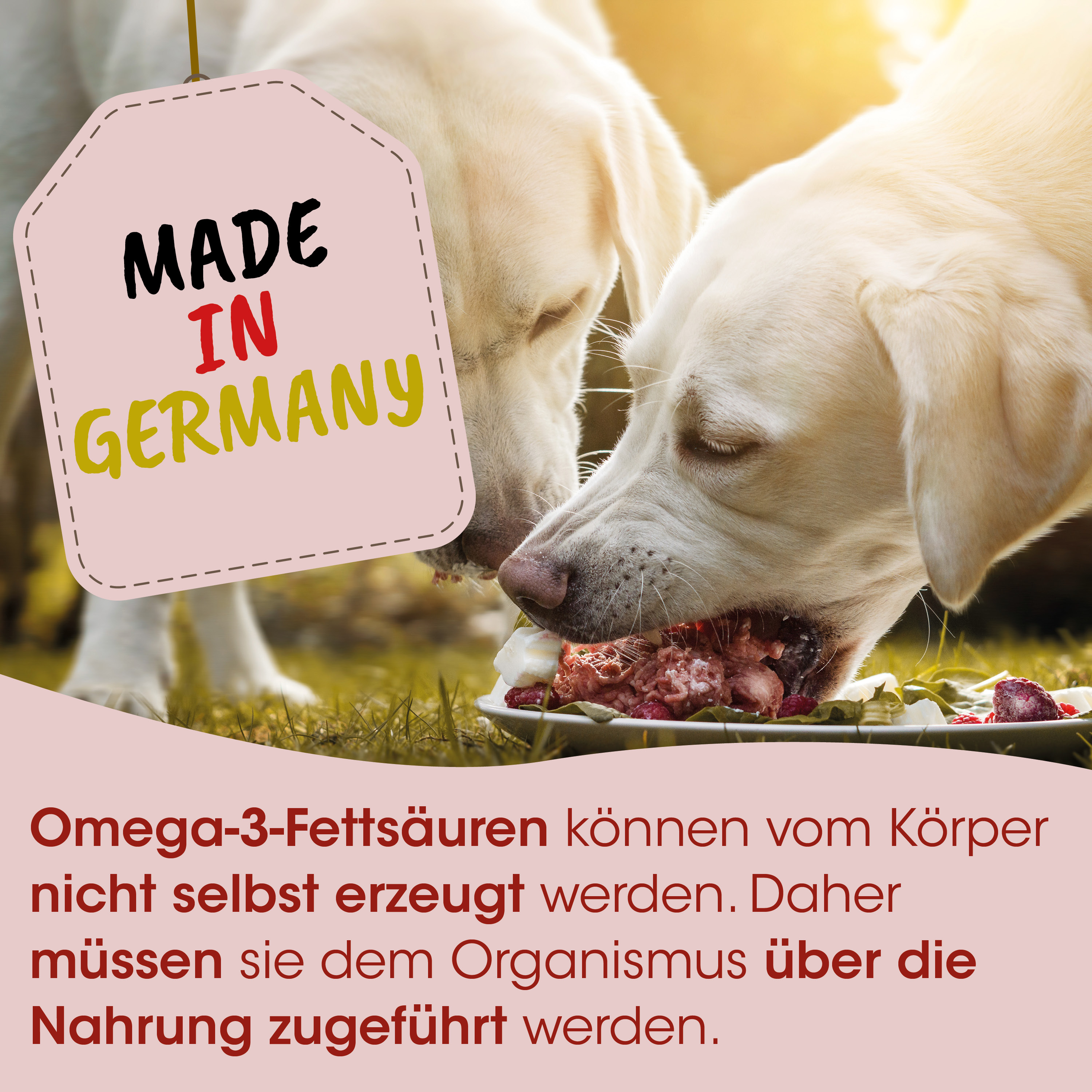 Hund, Hundefutter, Knochen, Fleisch, Teller