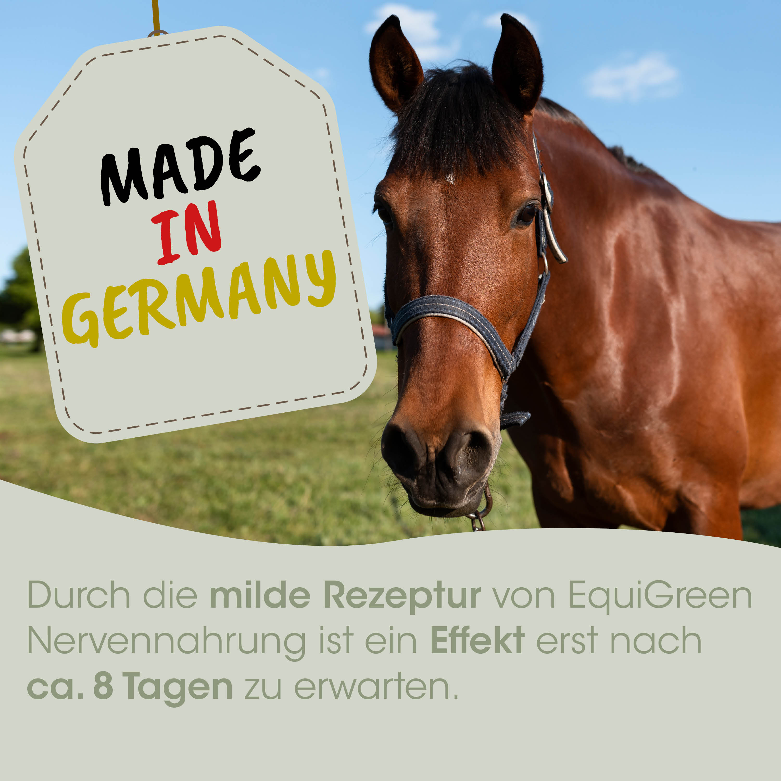 pferd, braun, halfter, weide, made-in-germany