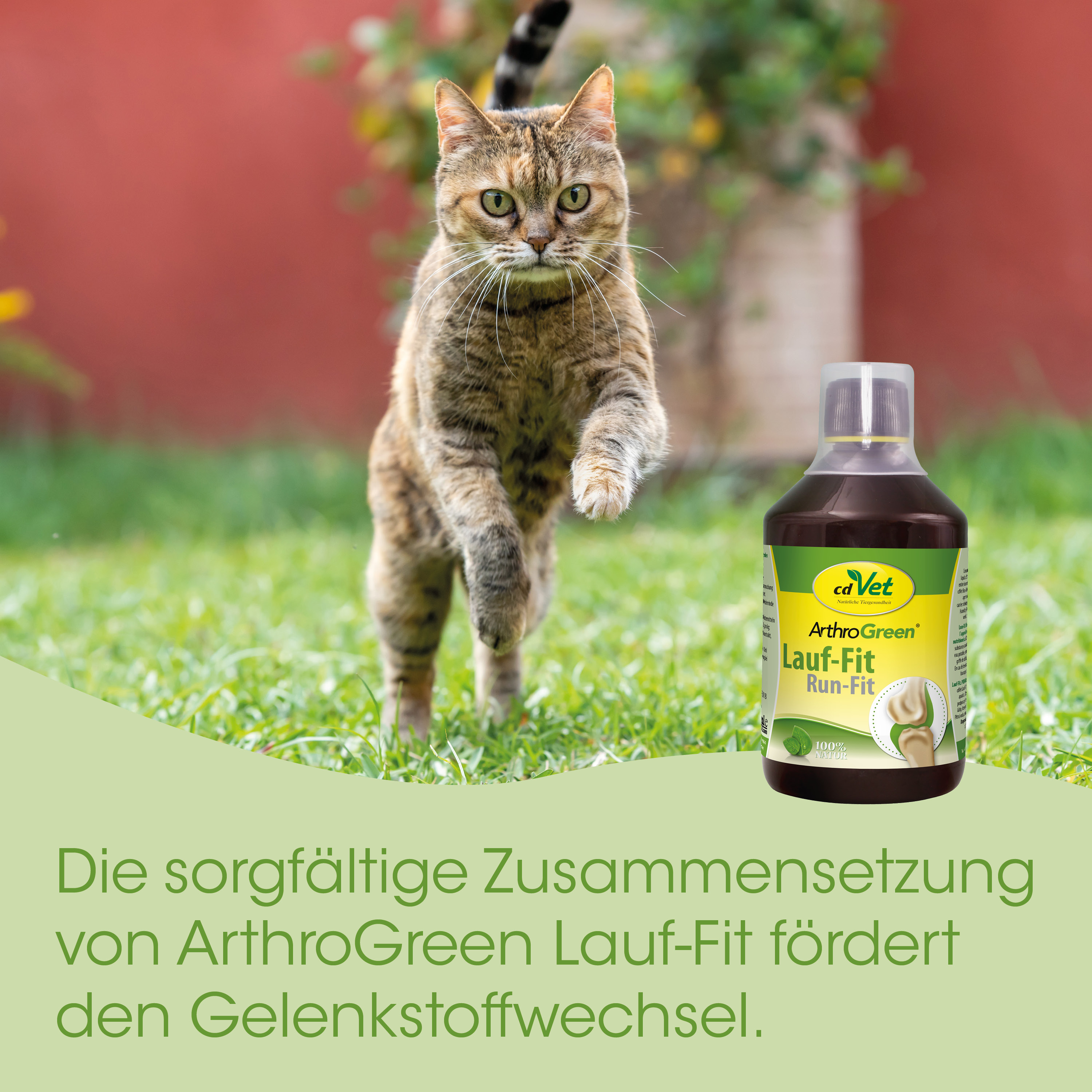 katze, tier, rasen, gras, medikamentenflasche