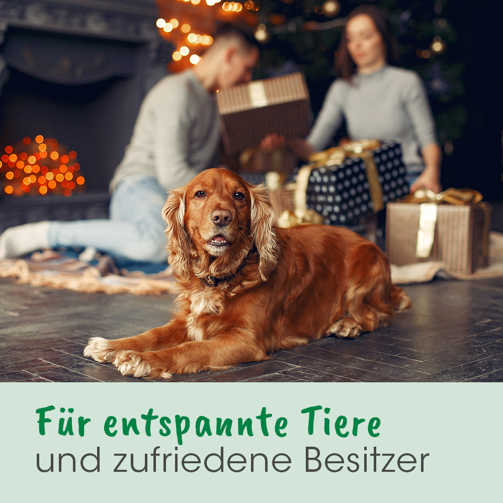 Hund, Labrador, braun, Relaxen, Geschenk