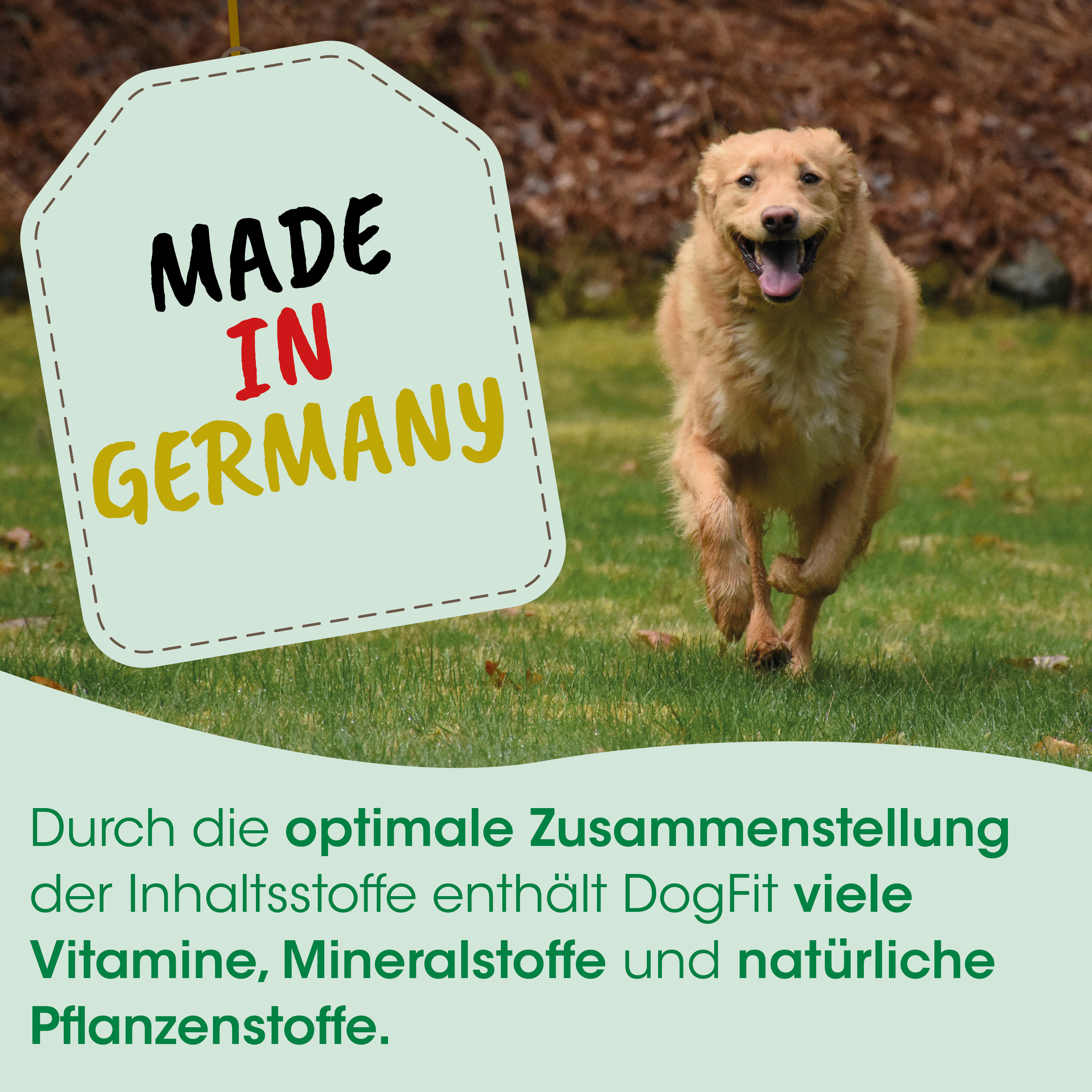 Hund, Laufender Hund, Wiese, Tierfutter, Made in Germany