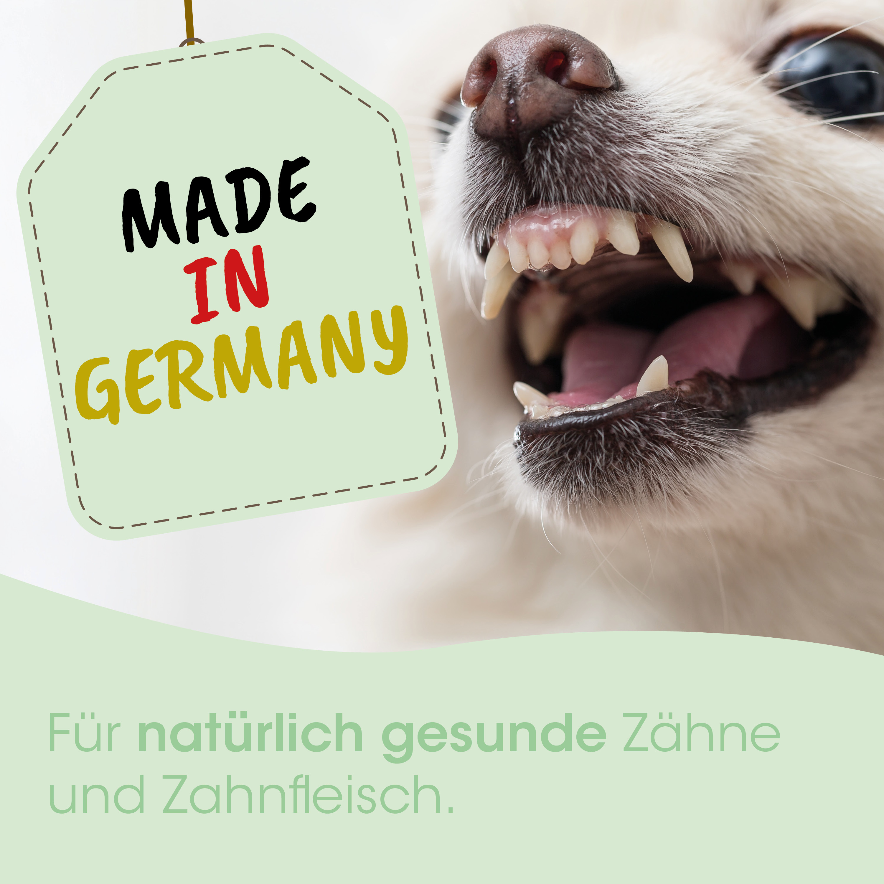 Hund Zähne, Reißzähne, Mund, sichtbare Zähne, Tierarzt Zahnpflege