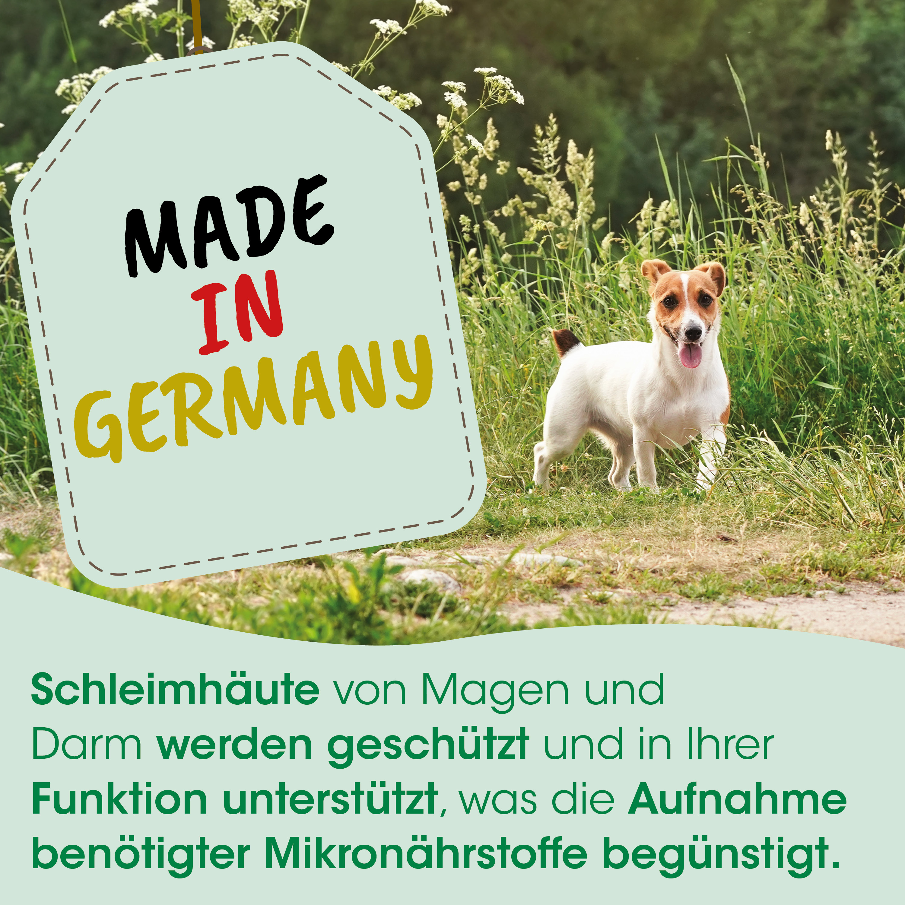 Hund, Dog, Sommer, Wiese, Made in Germany