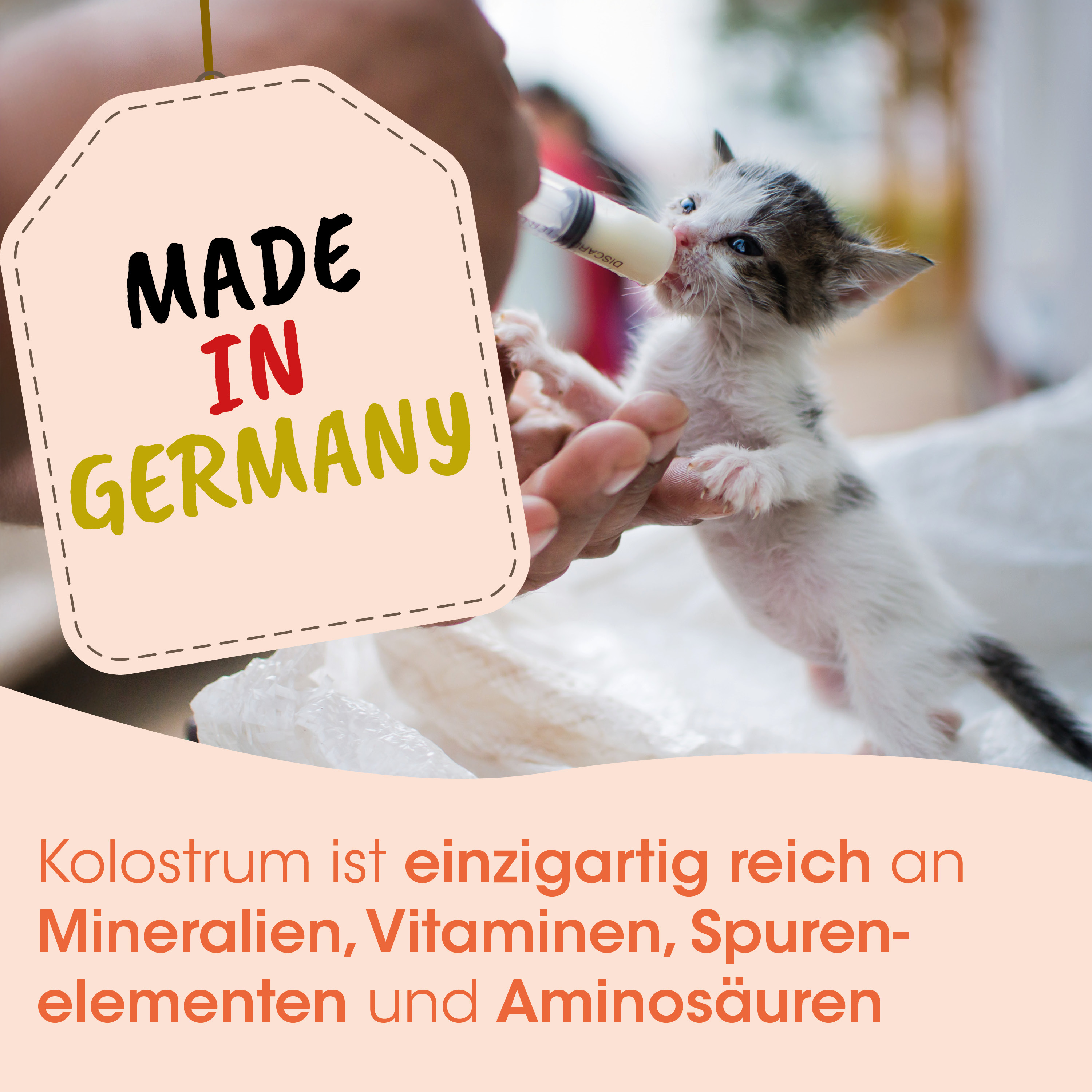 Kätzchen, Baby-Katze, Säugling, Nagetier?