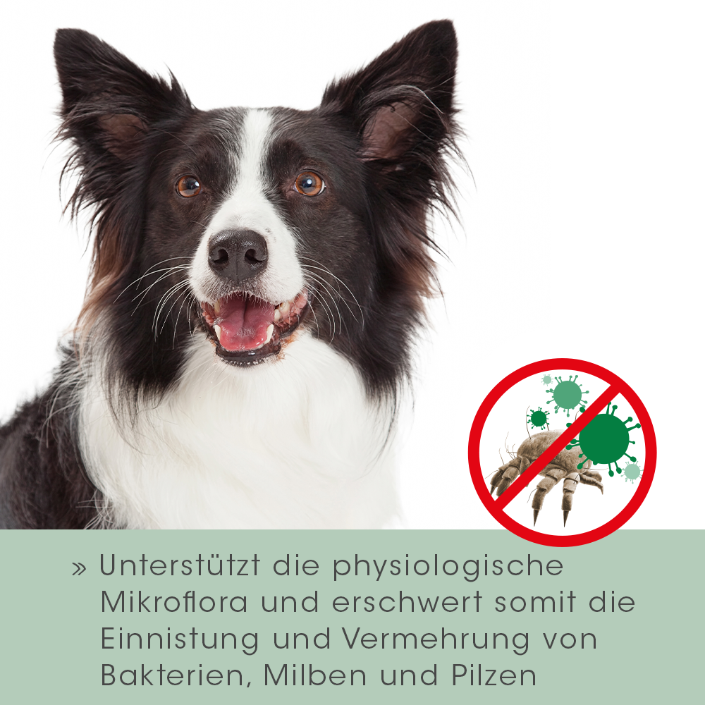 VeaVet Lebermoos Ohrspülung 100 ml