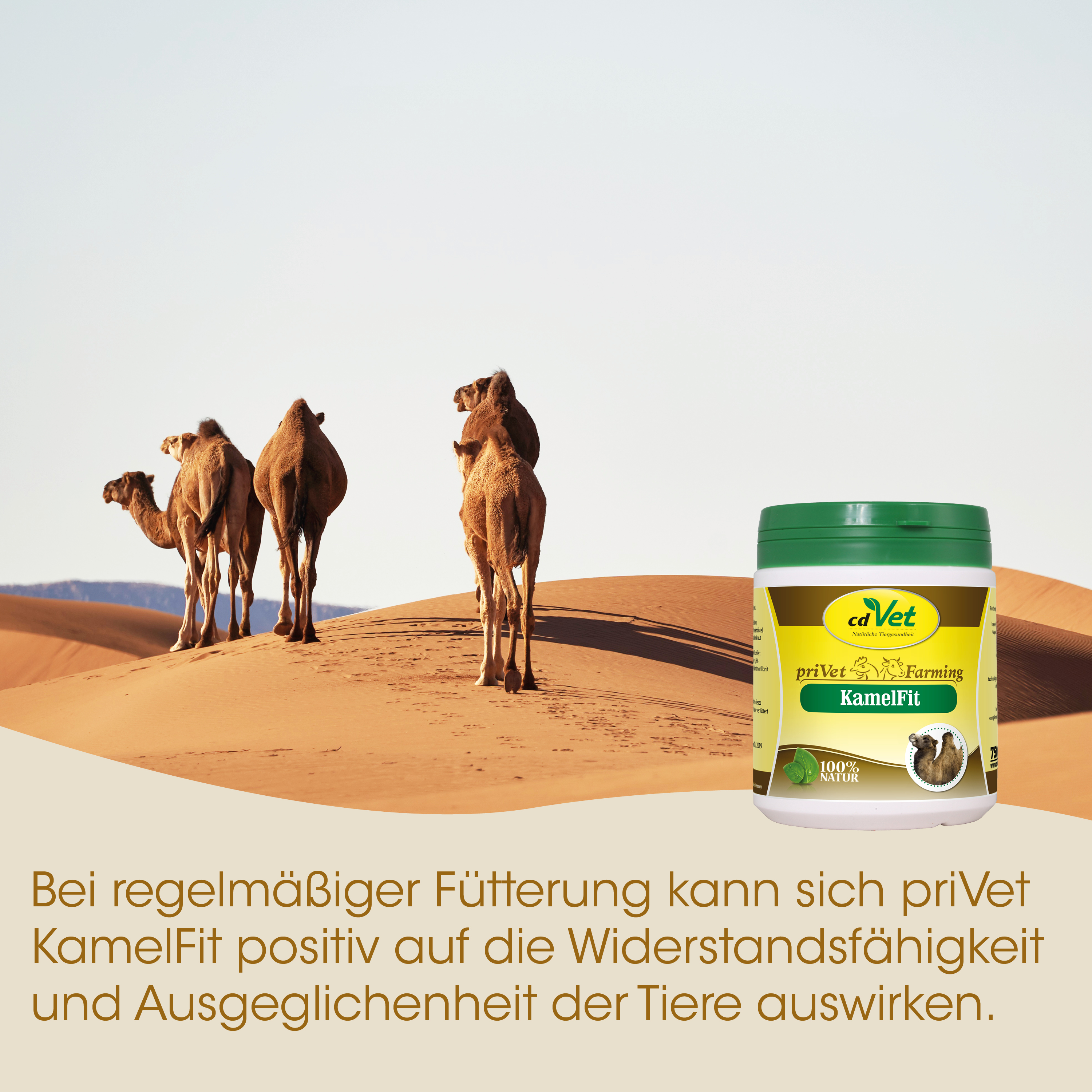 Kamel, Kamele, Wüste, Sand, Tiernahrung