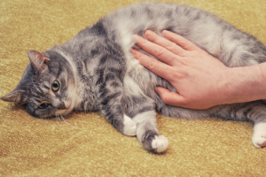 Banner Katze Gesundheit-5 Katze, Kätzchen, Säugetier, Haustier, Mann