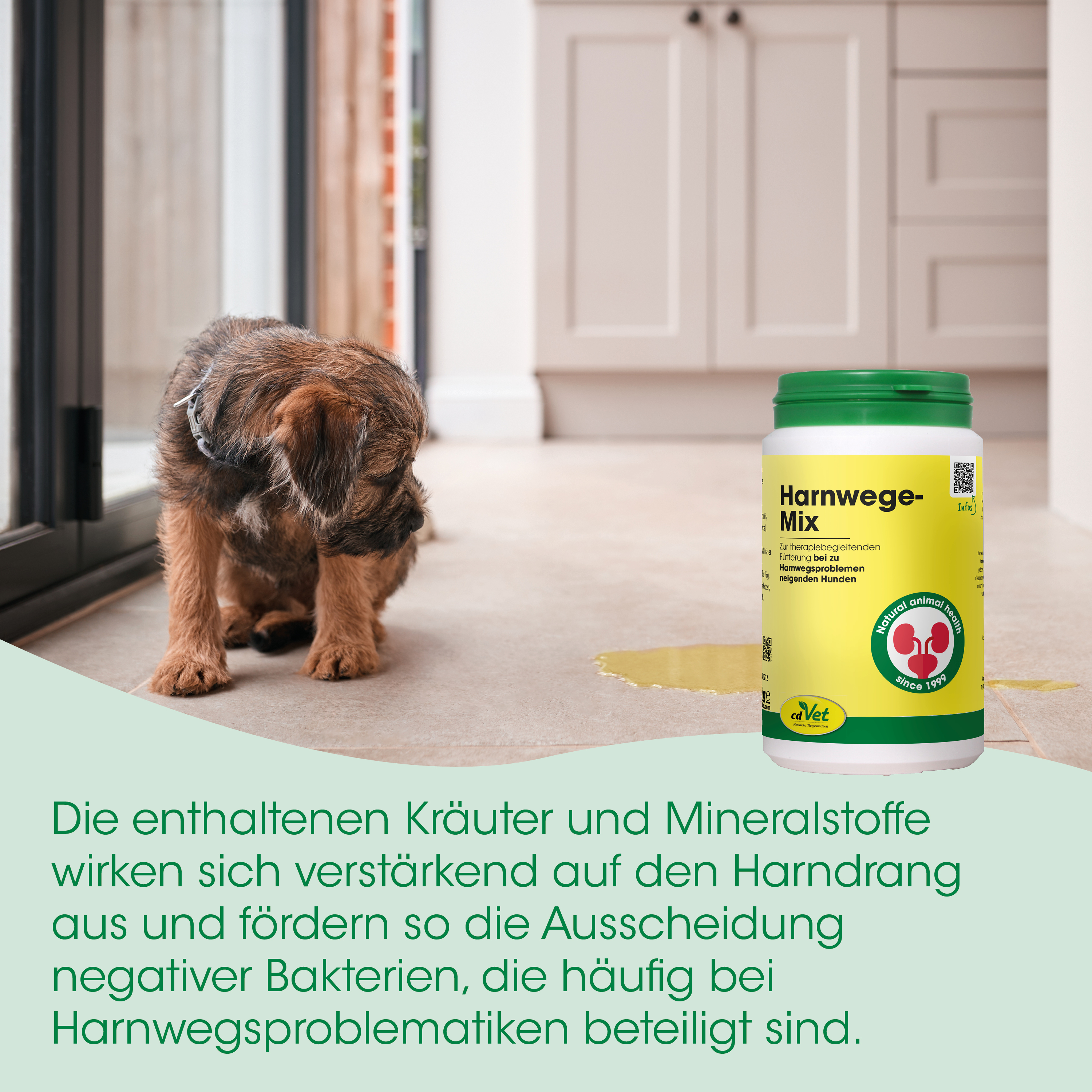 hund, tier, urin, fleck, medikamentenflasche