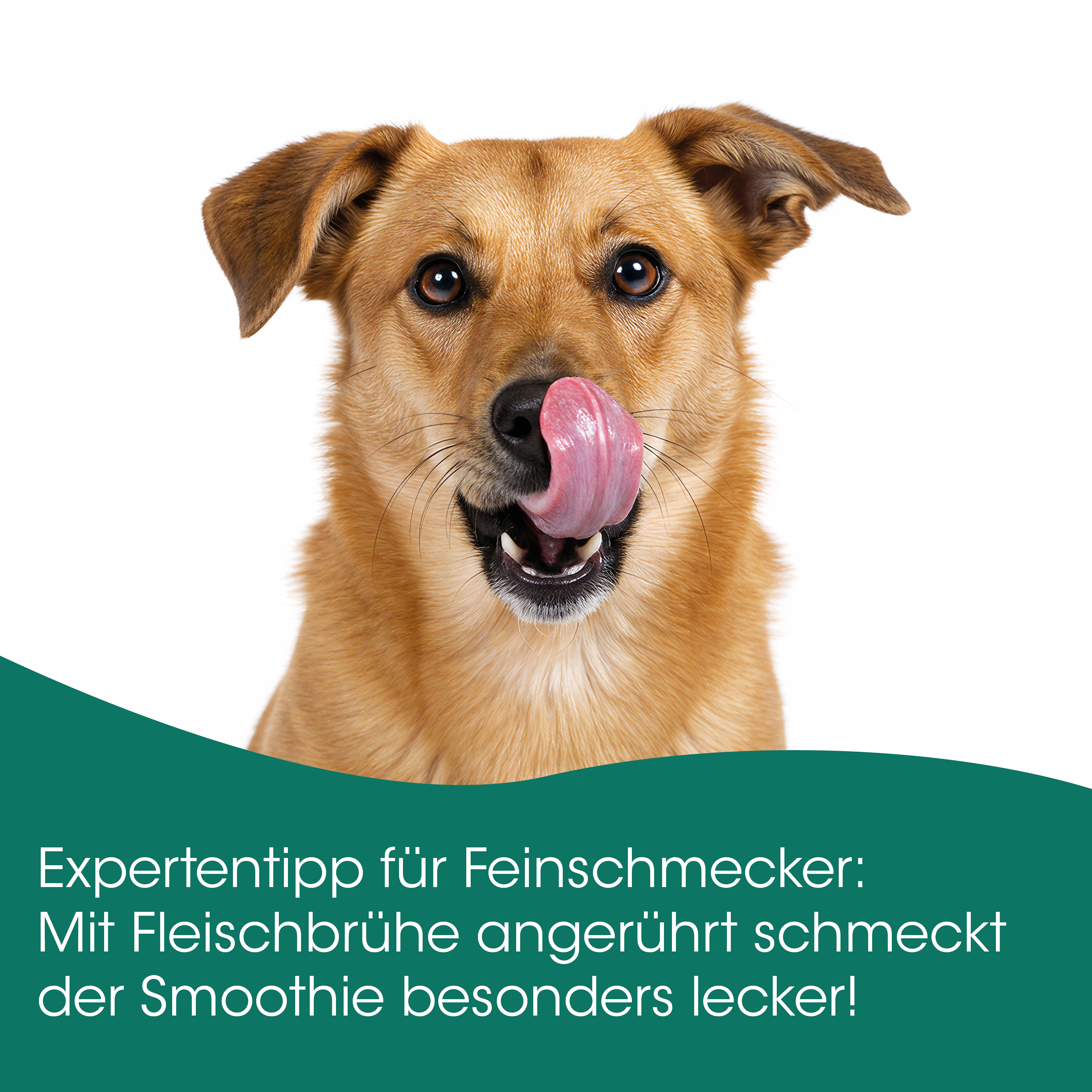Hund, Tierfutter, Hundelogo, Lippe, Zunge