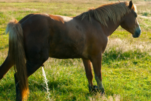 Banner Pferd Gesundheit-2 Tier, Colt Horse, Pferd, Säugetier, Grünland
