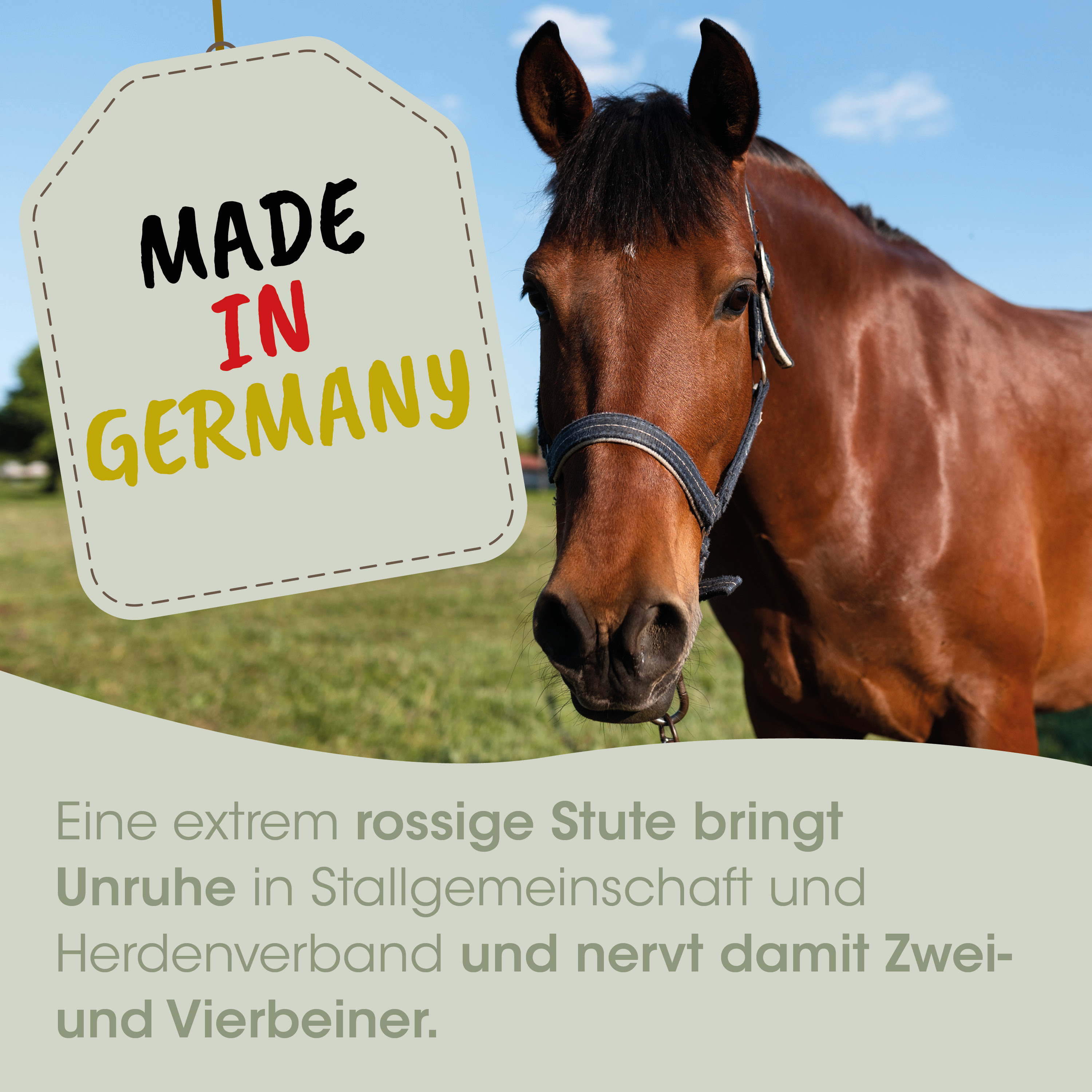 Pferd, braun, Halfter, Weide, Made in Germany