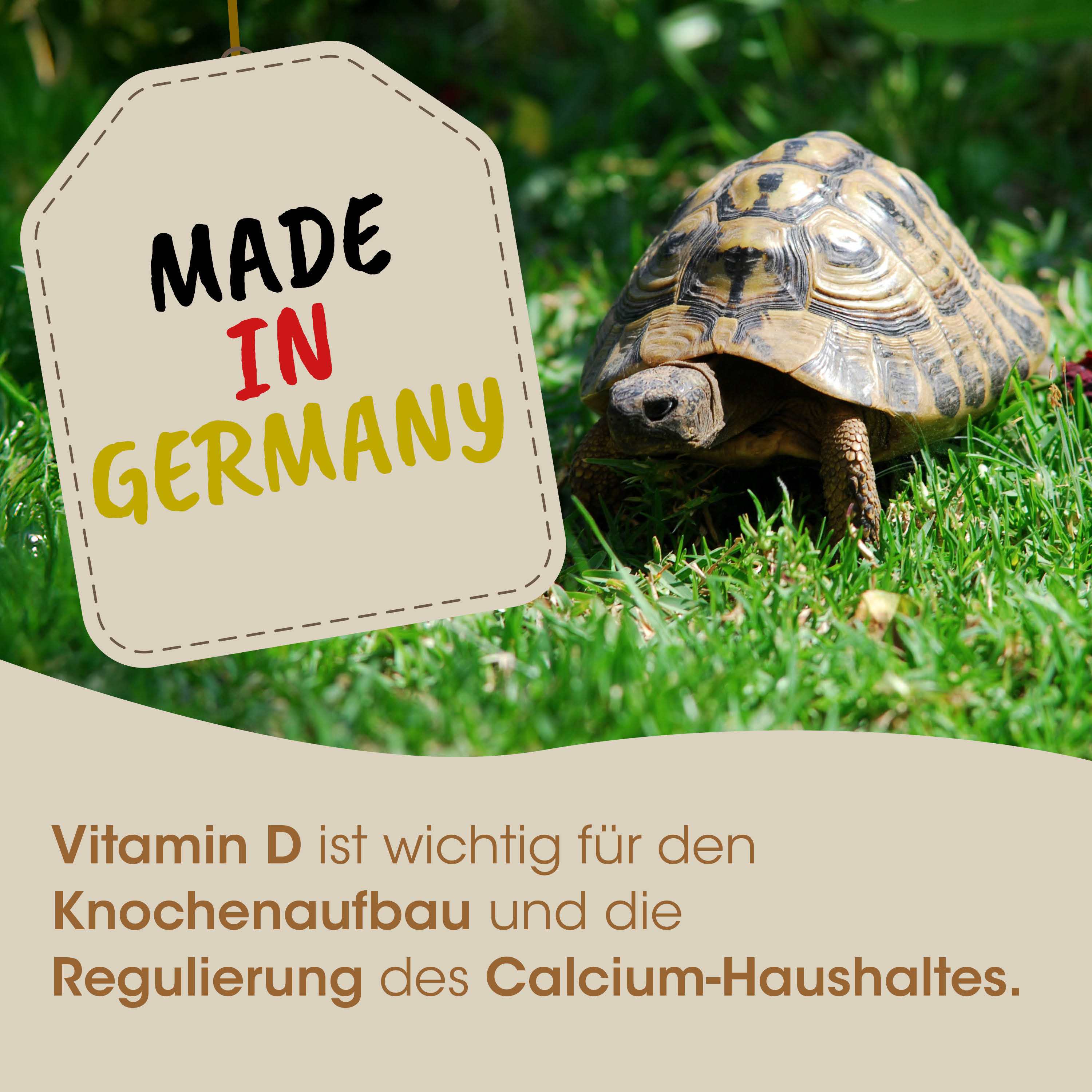 schildkröte, reptil, schale, gras, hergestellt in deutschland