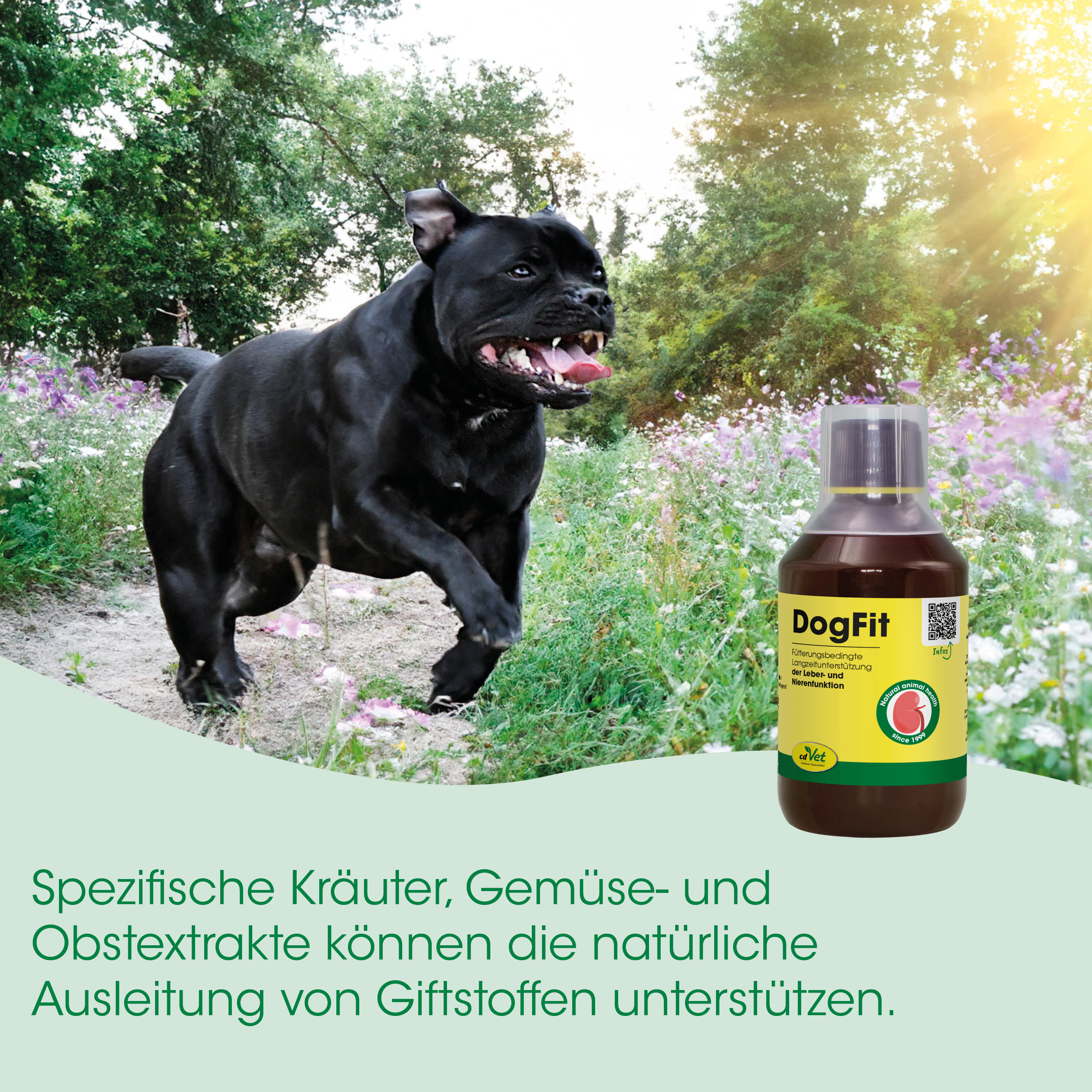 Hund, Getränkeflasche, DogFit, Natur, Farbkontrast