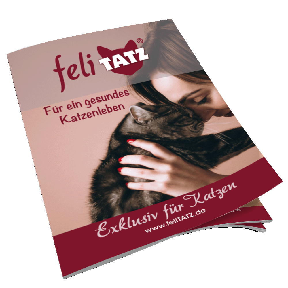 Broschüre feliTATZ; 24 Seitig; DIN A5 Broschüre feliTATZ; 24 Seitig; DIN A5
