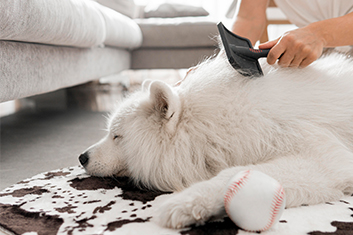 Baseball (Ball), Hund, Weißer Hund, Person, Leute