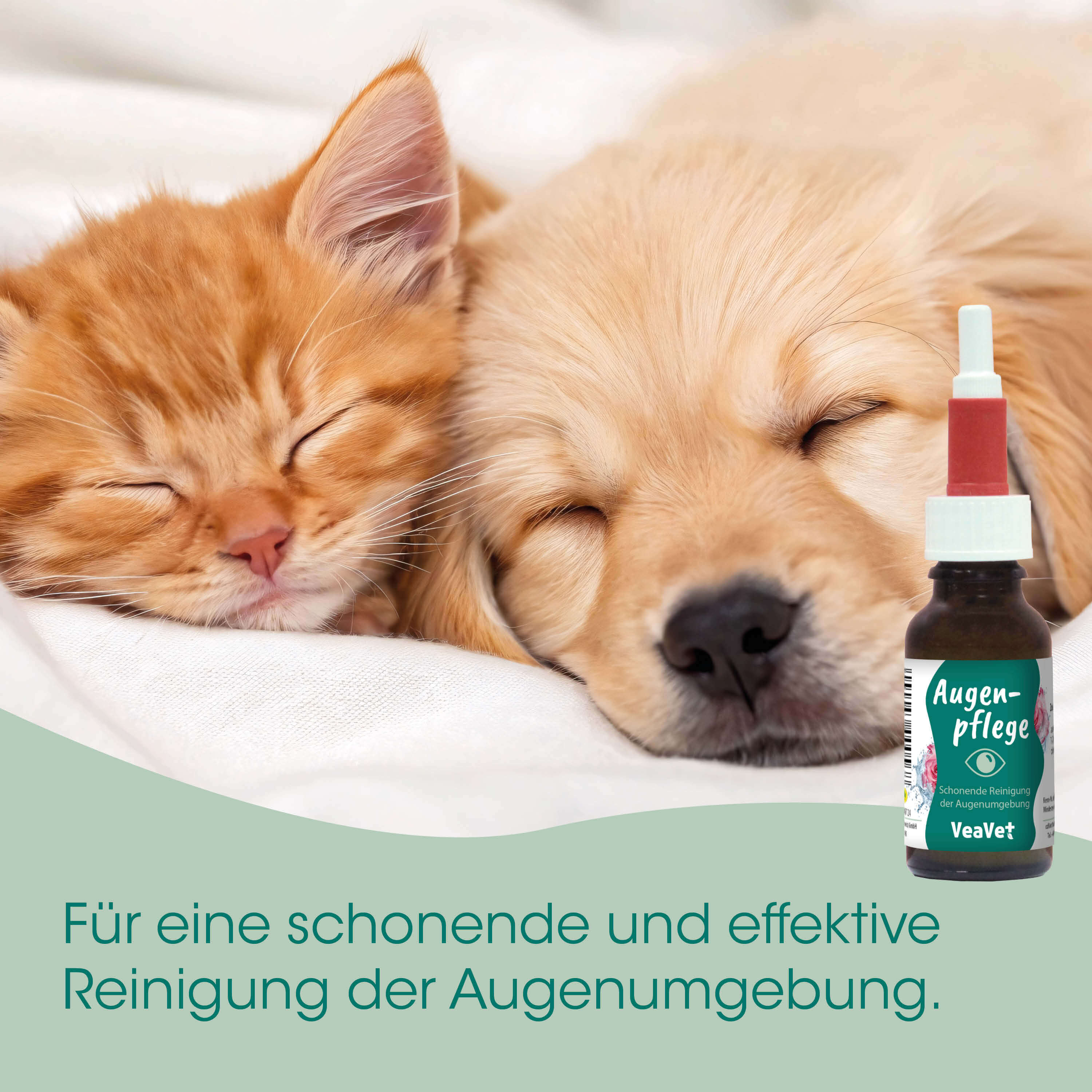 Katzenbild, Katzen, Tierpflege, Augenpflege, Pflegemittel