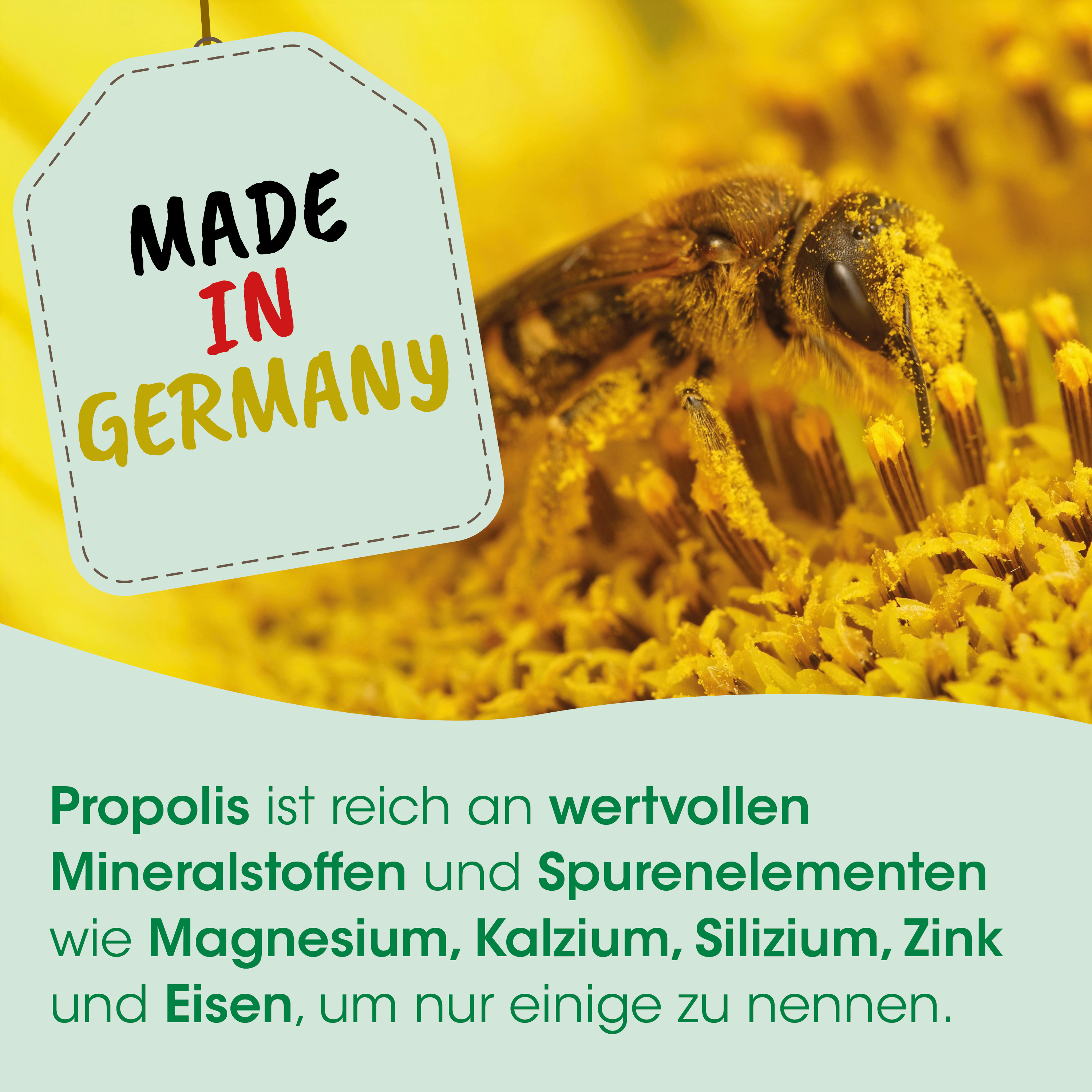 Honigbiene, Blüte, Makroaufnahme, Gelb, Blume