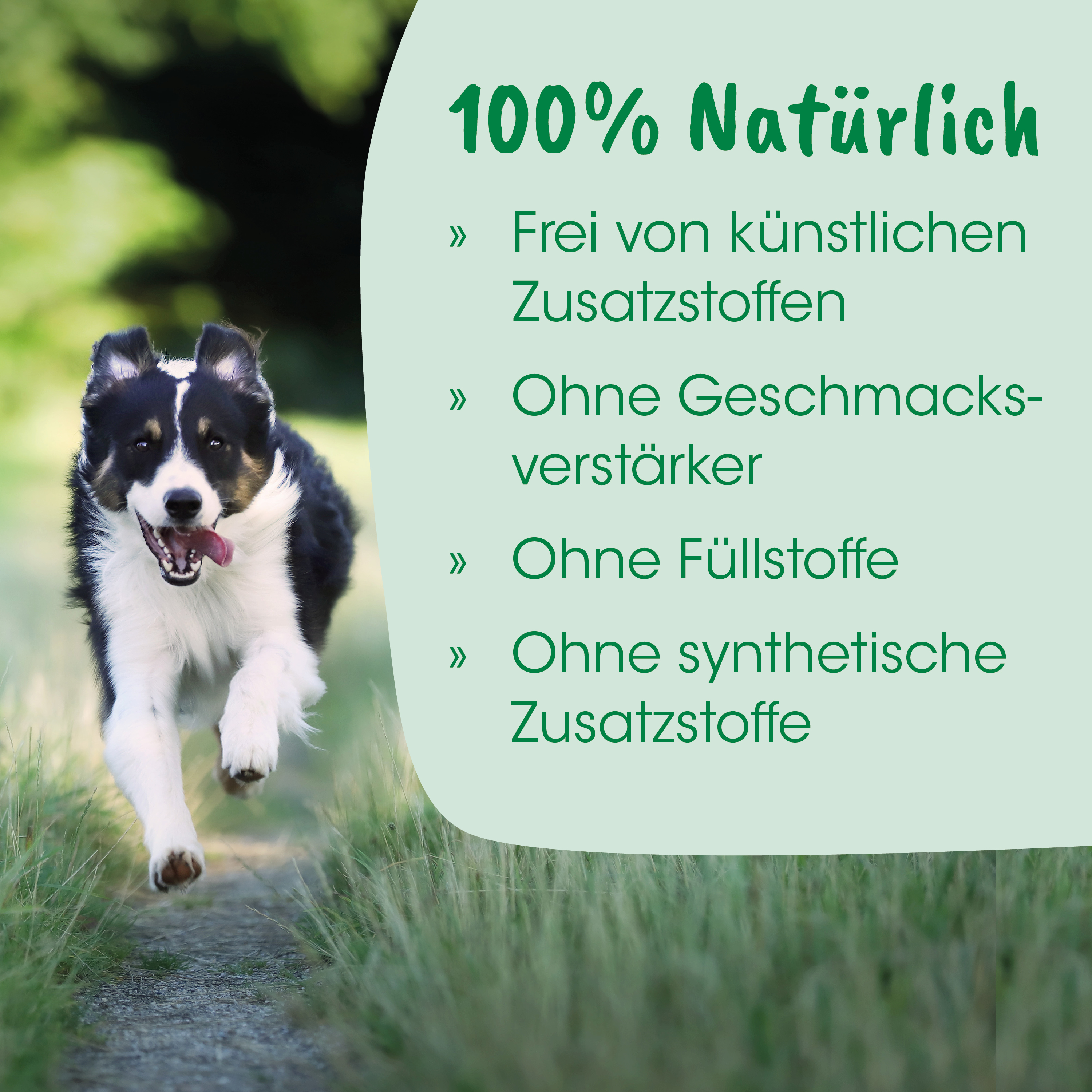 Hund, Läufer, Hundefutter, Tiernahrung, Naturfarben
