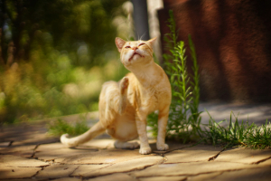 Banner Katze Parasiten-3 Abessinisch, Tier, Katze, Säugetier, Haustier