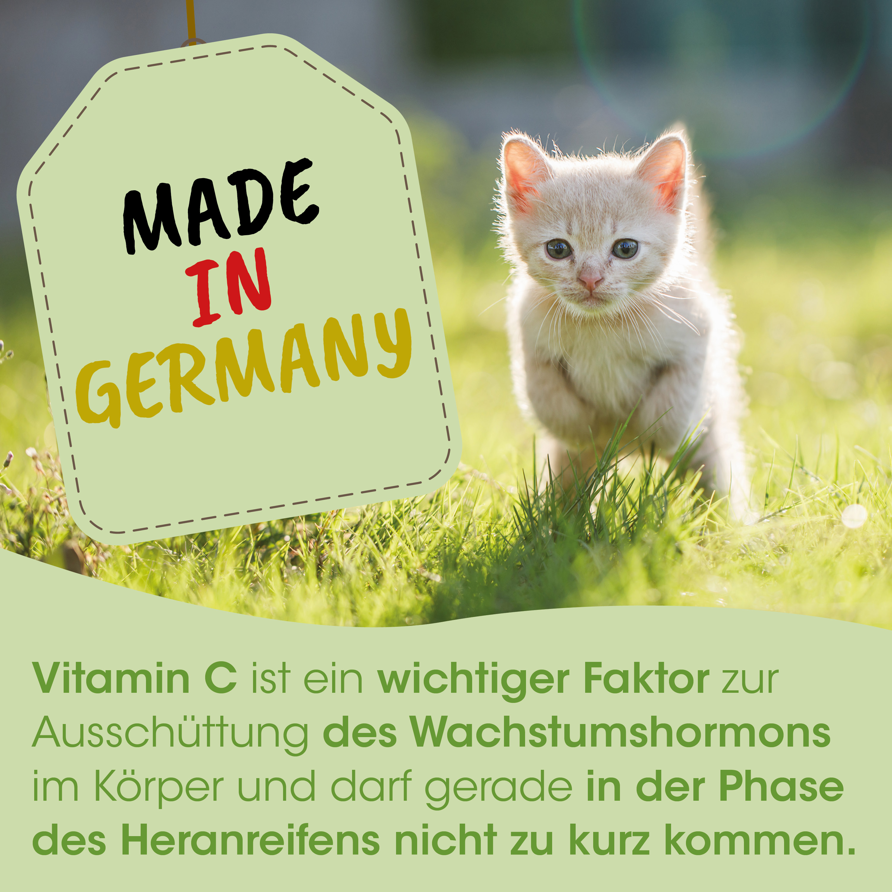 kätzchen, katze, gräser, babytier, anhaengerlabel