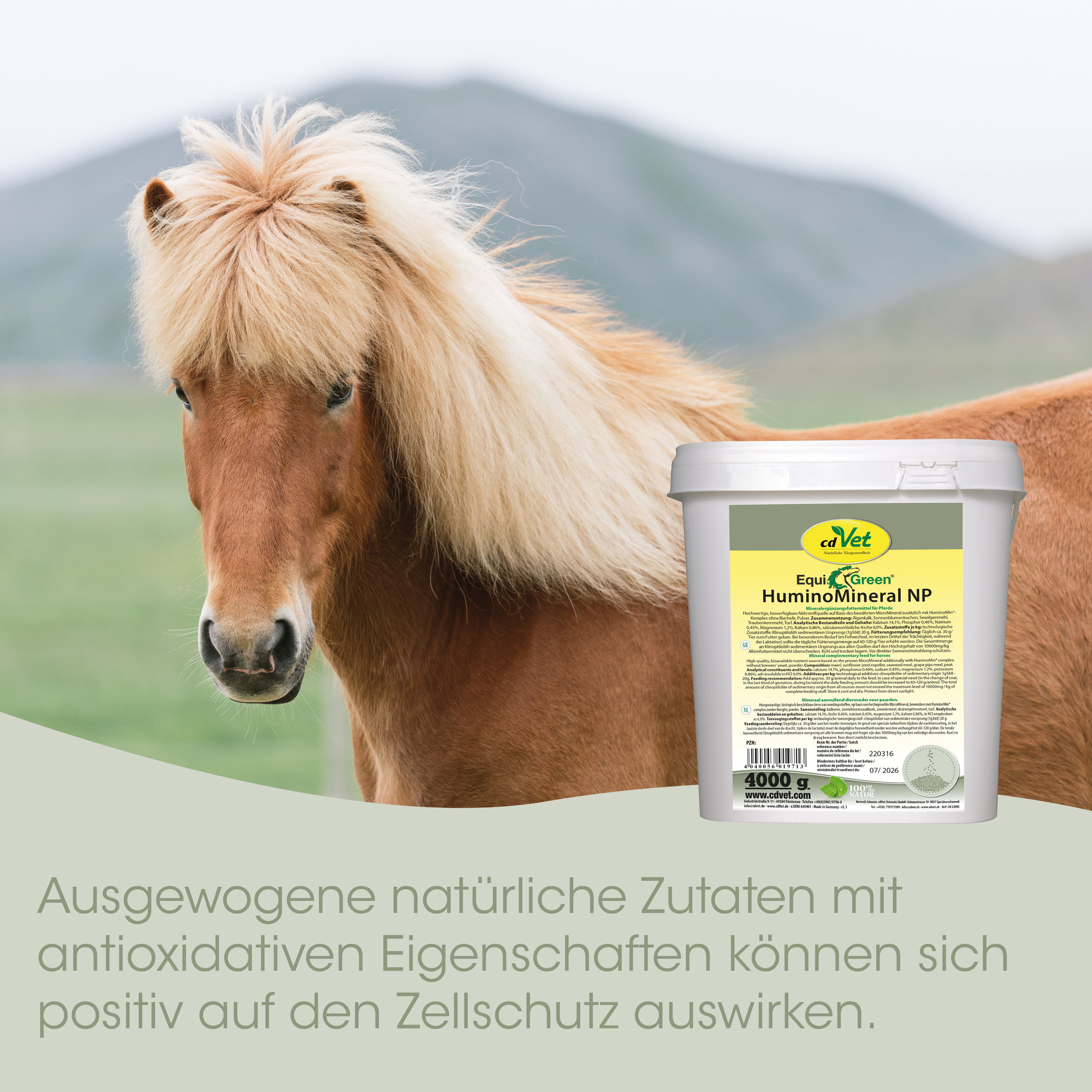 Pferd, Pony, Braun, Eimer, Mineralfutter