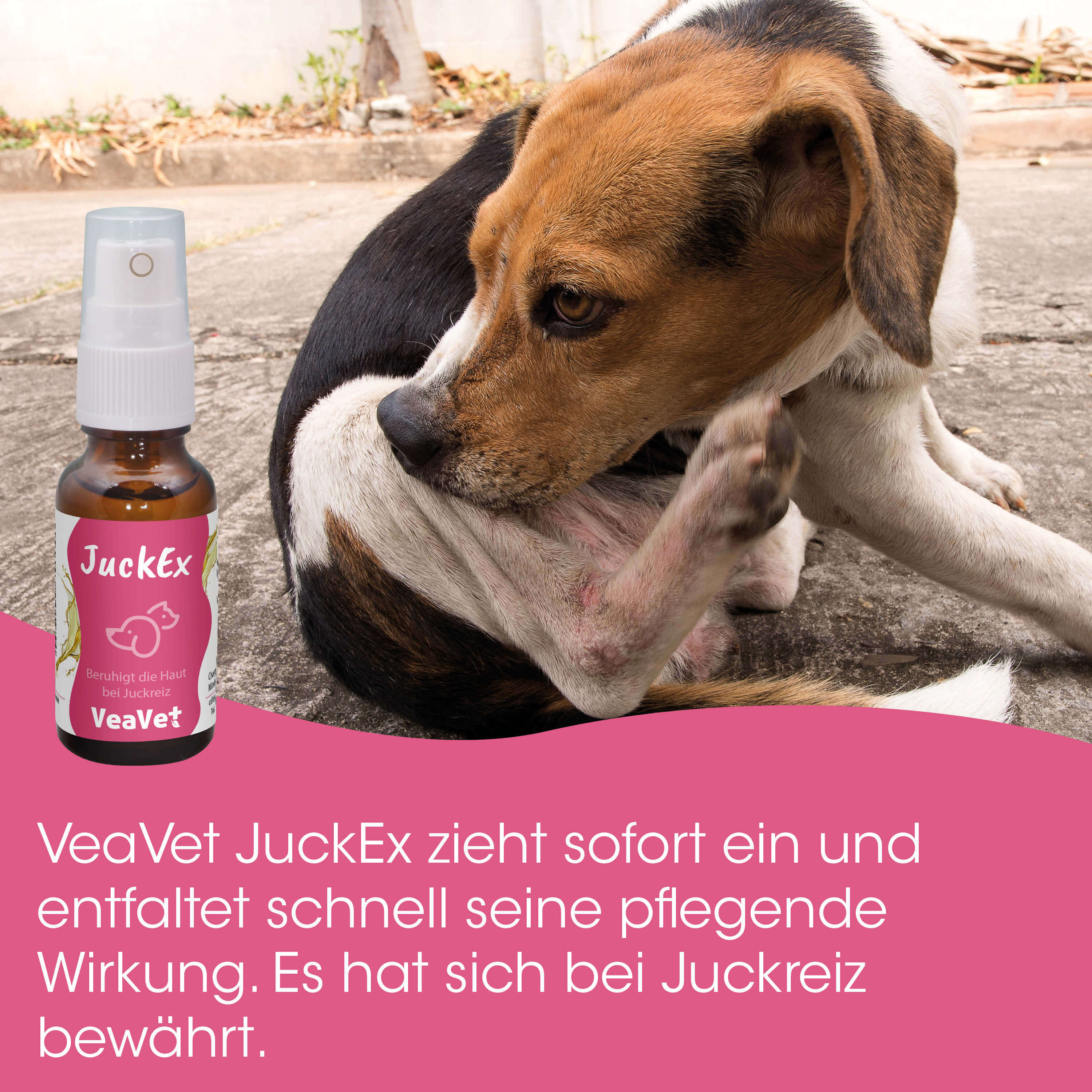 hund, tier, spray, juckreiz, topisch