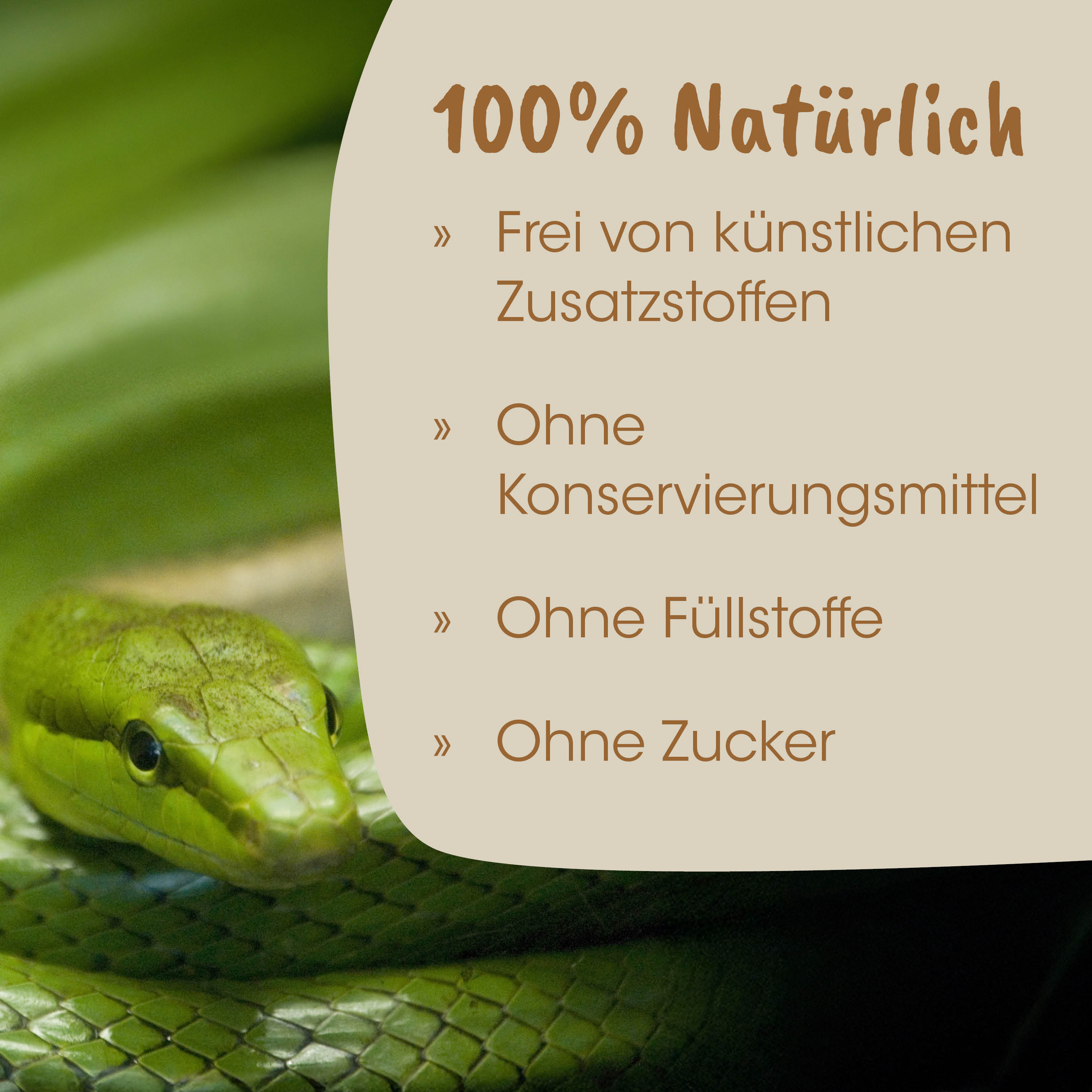Schlange, grüne Schlange, Schuppen, Kopf Nahaufnahme, glänzend