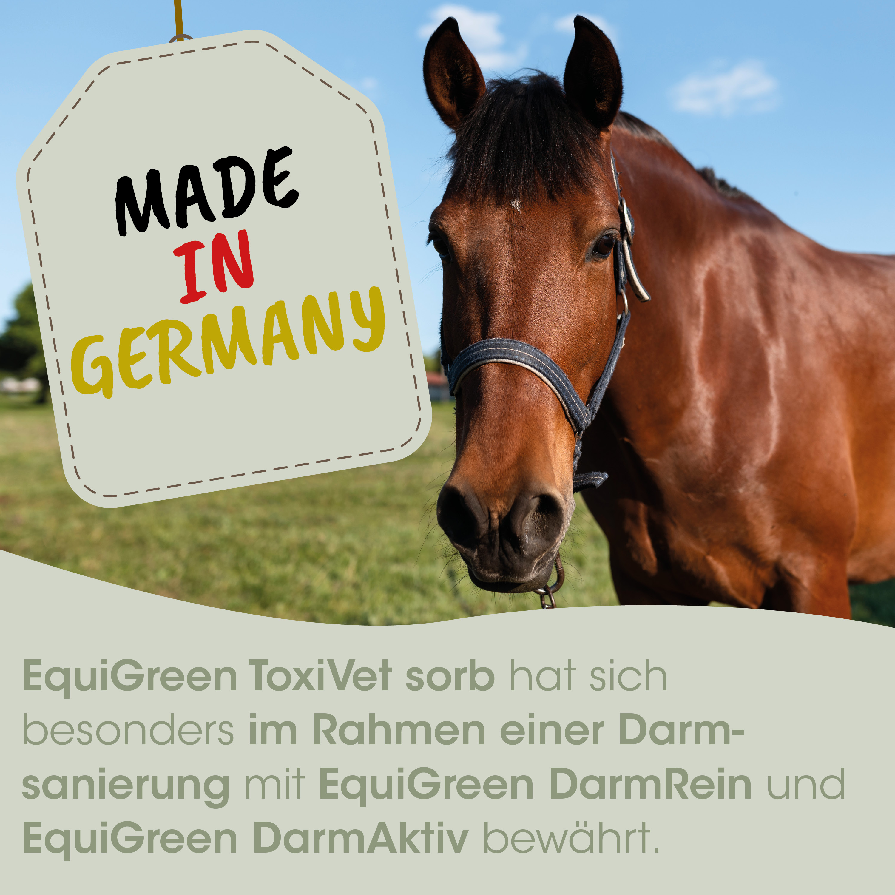 Pferd, Gurtzeug, Halfter, braun, Rohhaut