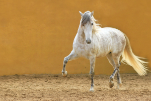 Andalusisches Pferd, Tier, Pferd, Säugetier, Hengst