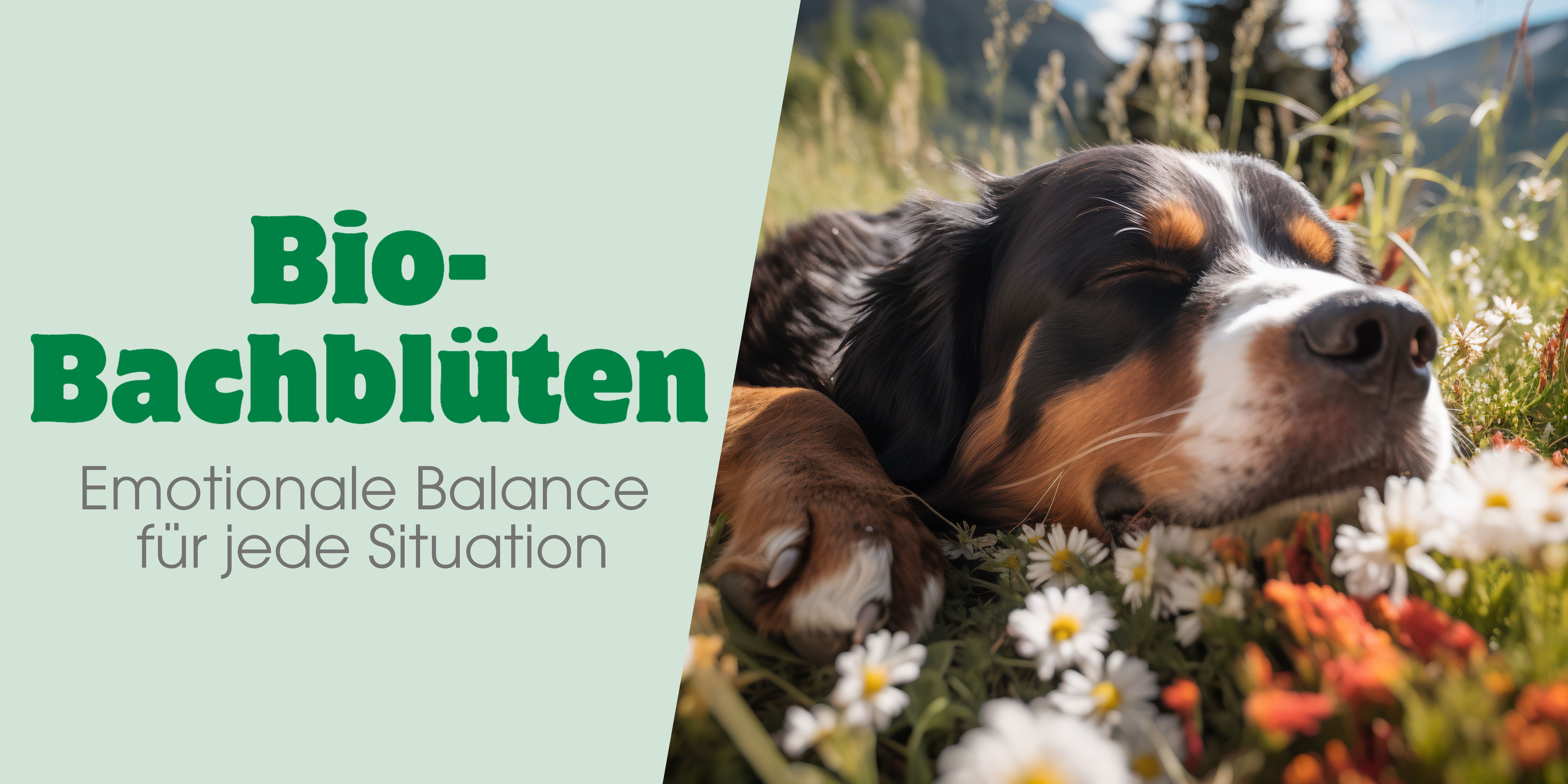 Bio-Bachblten_Banner (1) Gänseblümchen, Blume, Pflanze, Hund, Haustier