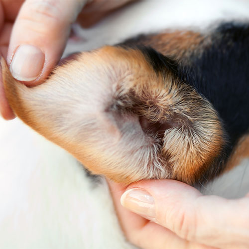Ohr_Milben_Hund