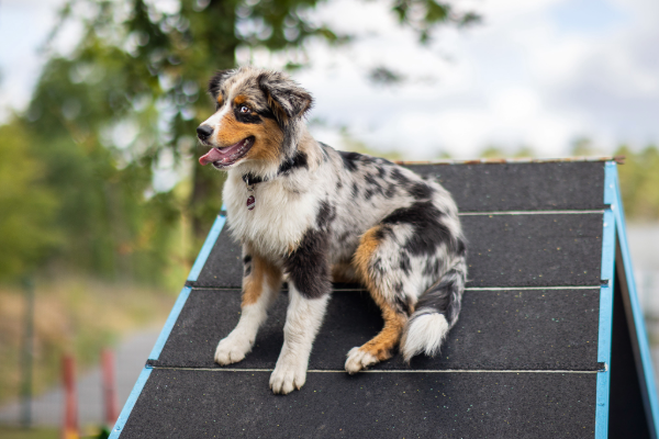 Agility Hundewiese Fuerstenau Hundewiese