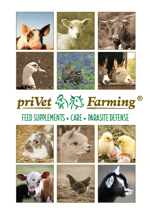 Broschüre PrivetFarming, 40-seitig, A5, englisch