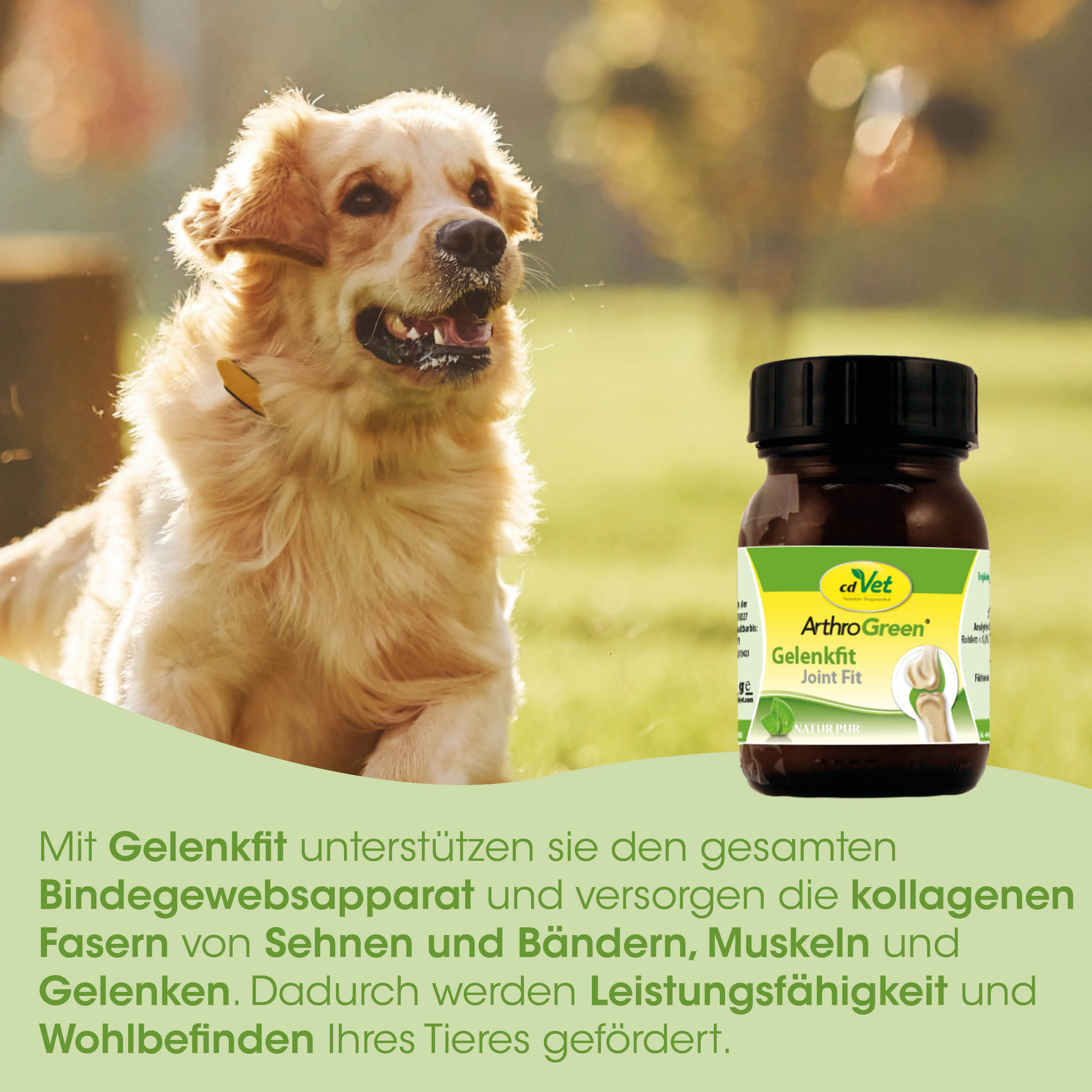 Hundepfotenprodukt, Joint-Fit, ArthroGreen, Gelenkunterstützung, Kollagenfaser-Unterstützung