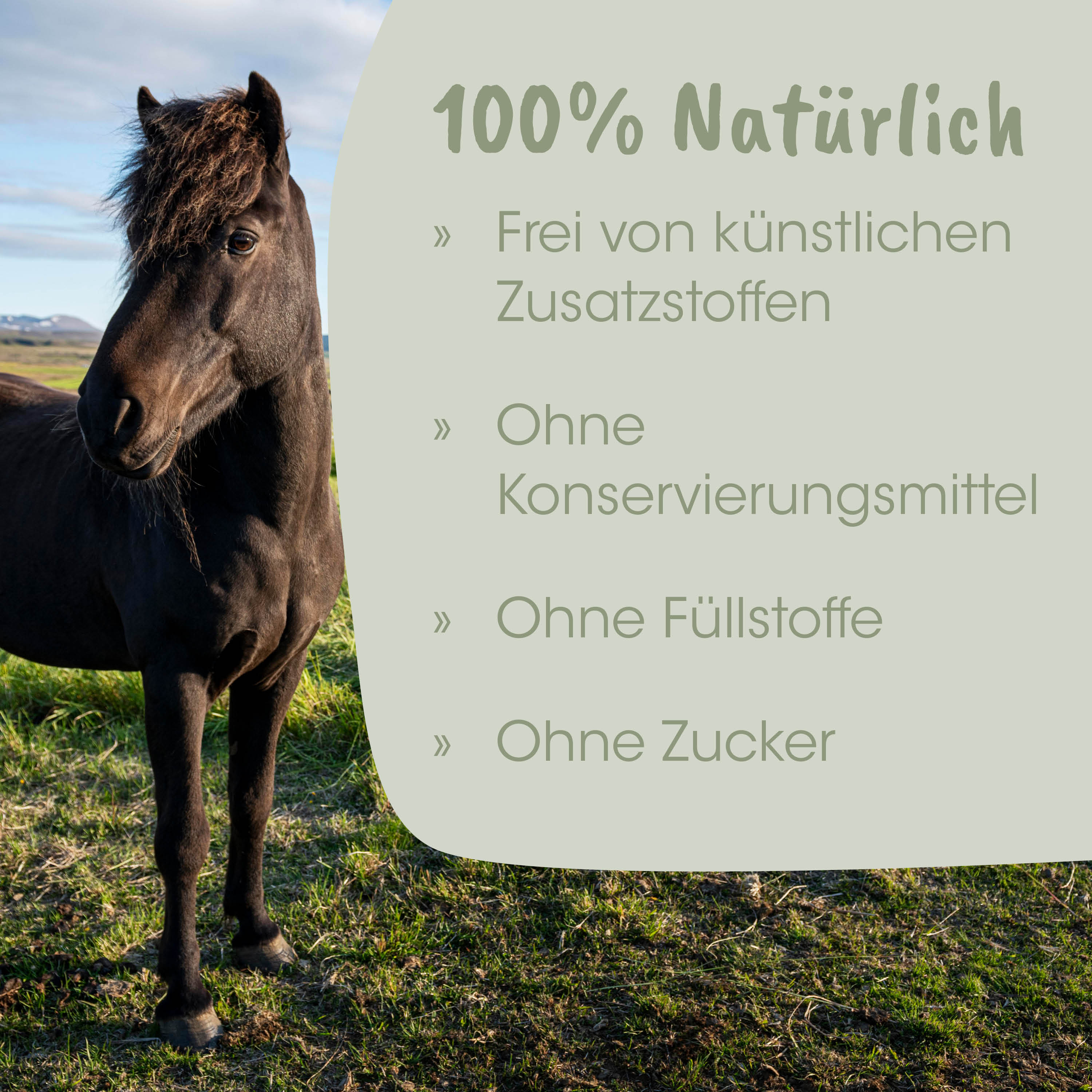 Pferd, Schwarzes Pferd, Haltung im Freien, Natur, Haar