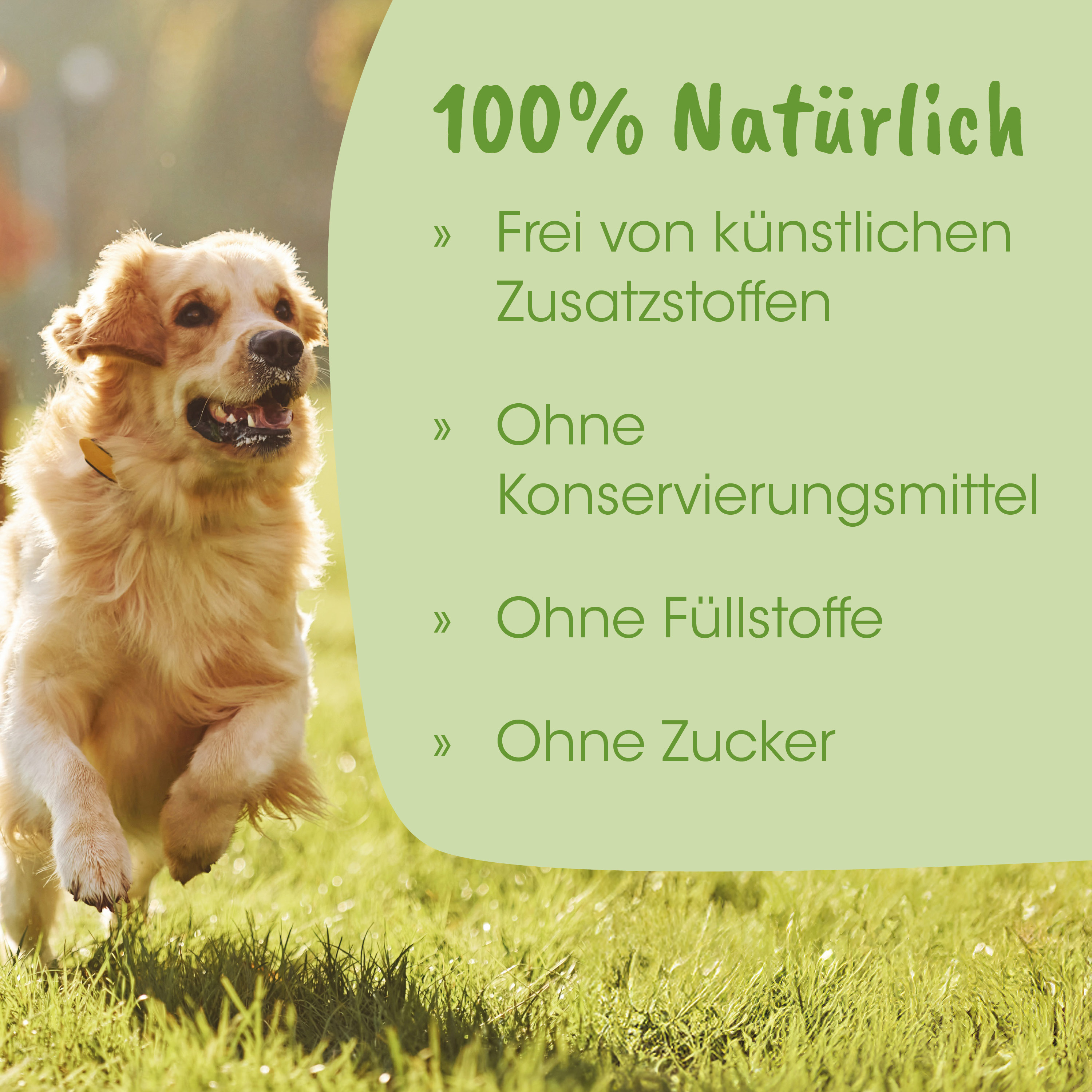 Hund, golden retriever, Tier, Gras, Lauf