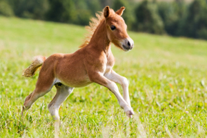Banner Pferd Fohlen Zucht Alter-2 Tier, Fohlen, Pferd, Säugetier, Colt Horse