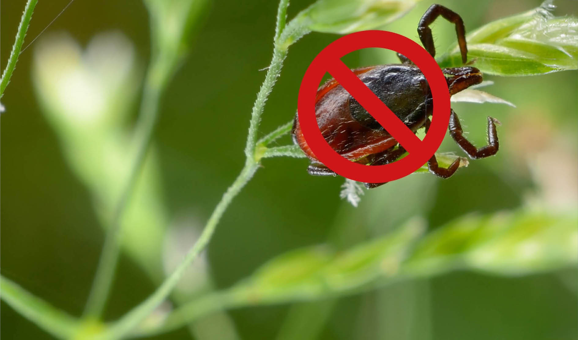 Tick, kein Insekt, roter Kreis, Insektenabwehr, Schädlingsbekämpfung