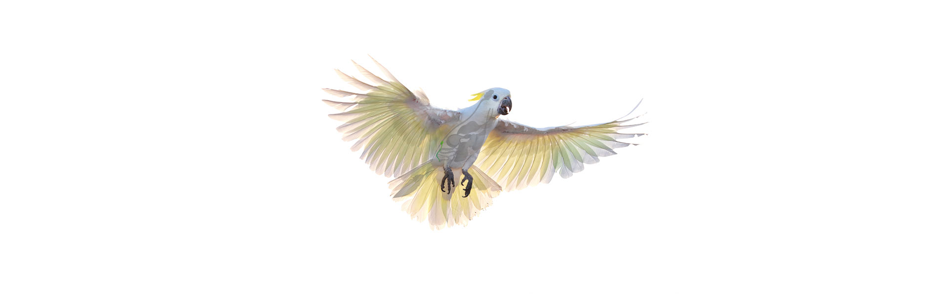Vogel-Niere