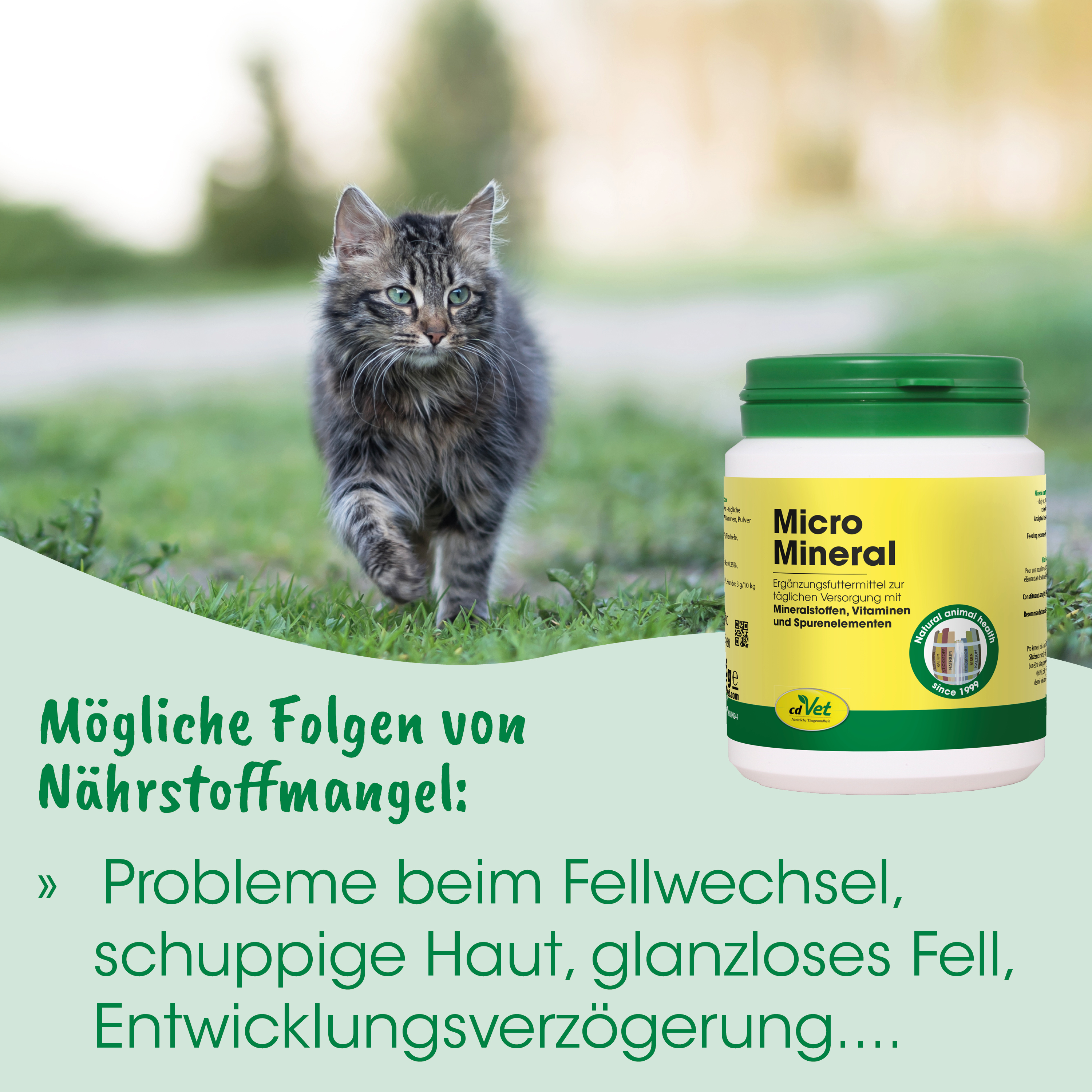 katze, katzennapf, minimaler, nahrungsergänzung, proteinfrei
