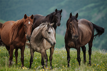 Feld, Grünland, Colt Horse, Pferd, Weide