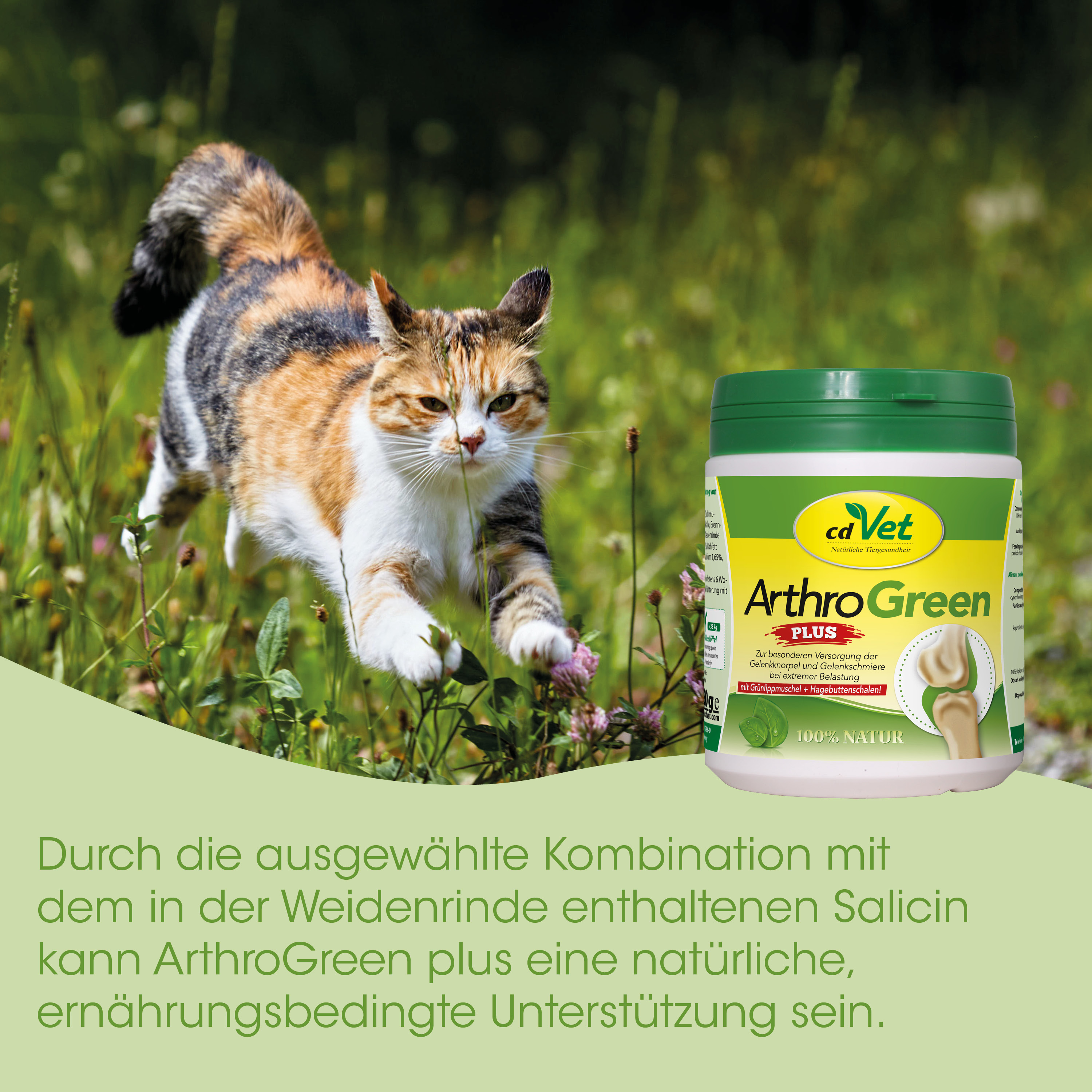 Katze, Außenbereich, Tiernahrungsergänzung, Gelenkgesundheit, ArthroGreen