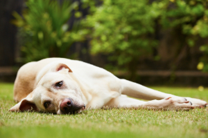 Banner Hund kat seiten-3 Hund, Labrador Retriever, Haustier, Gras